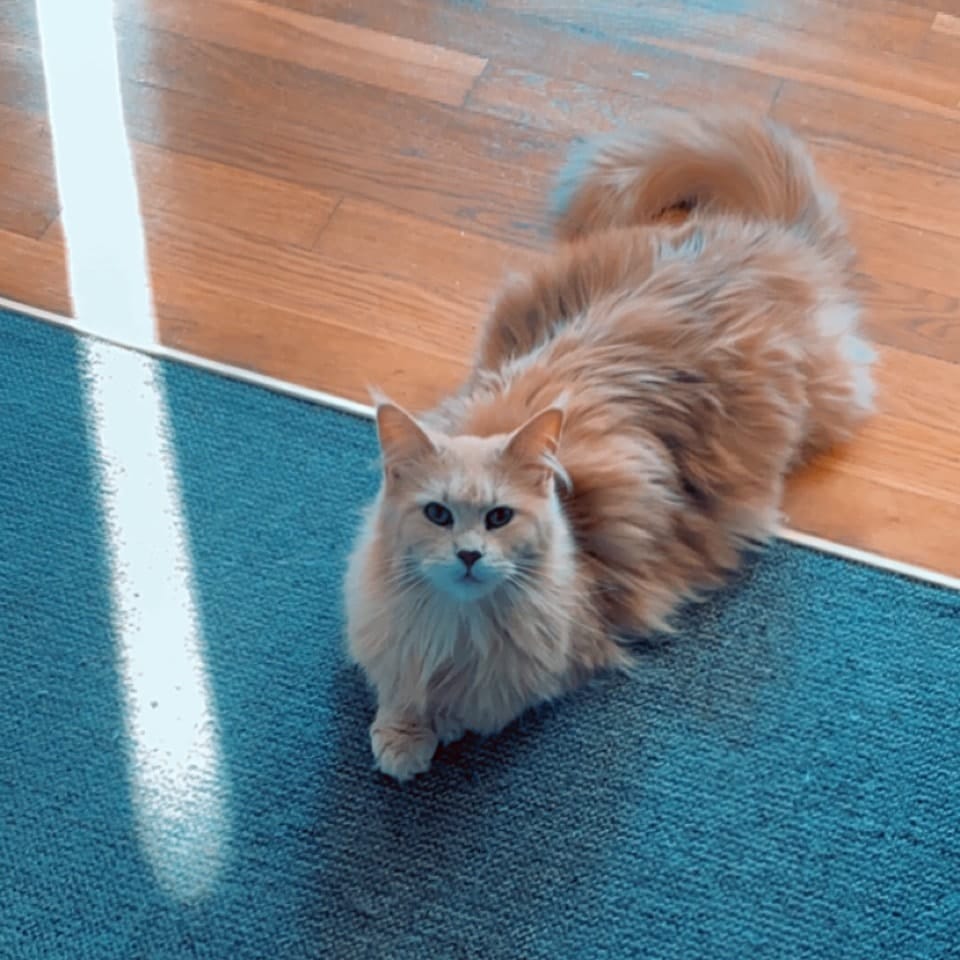 Nora