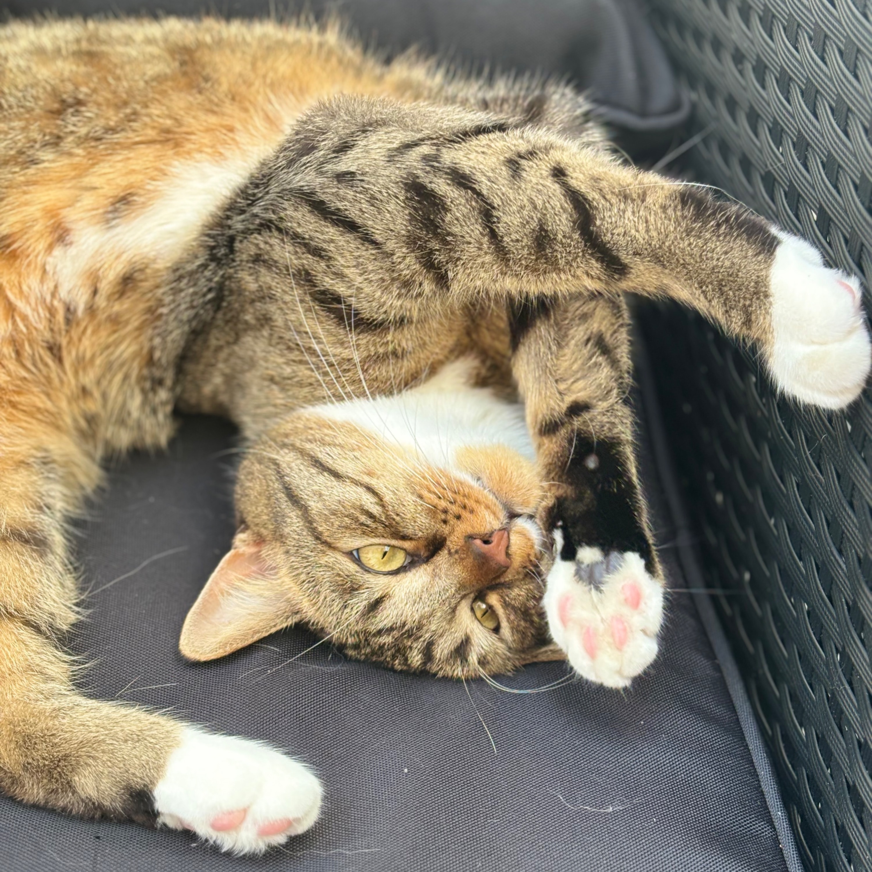Mowgli