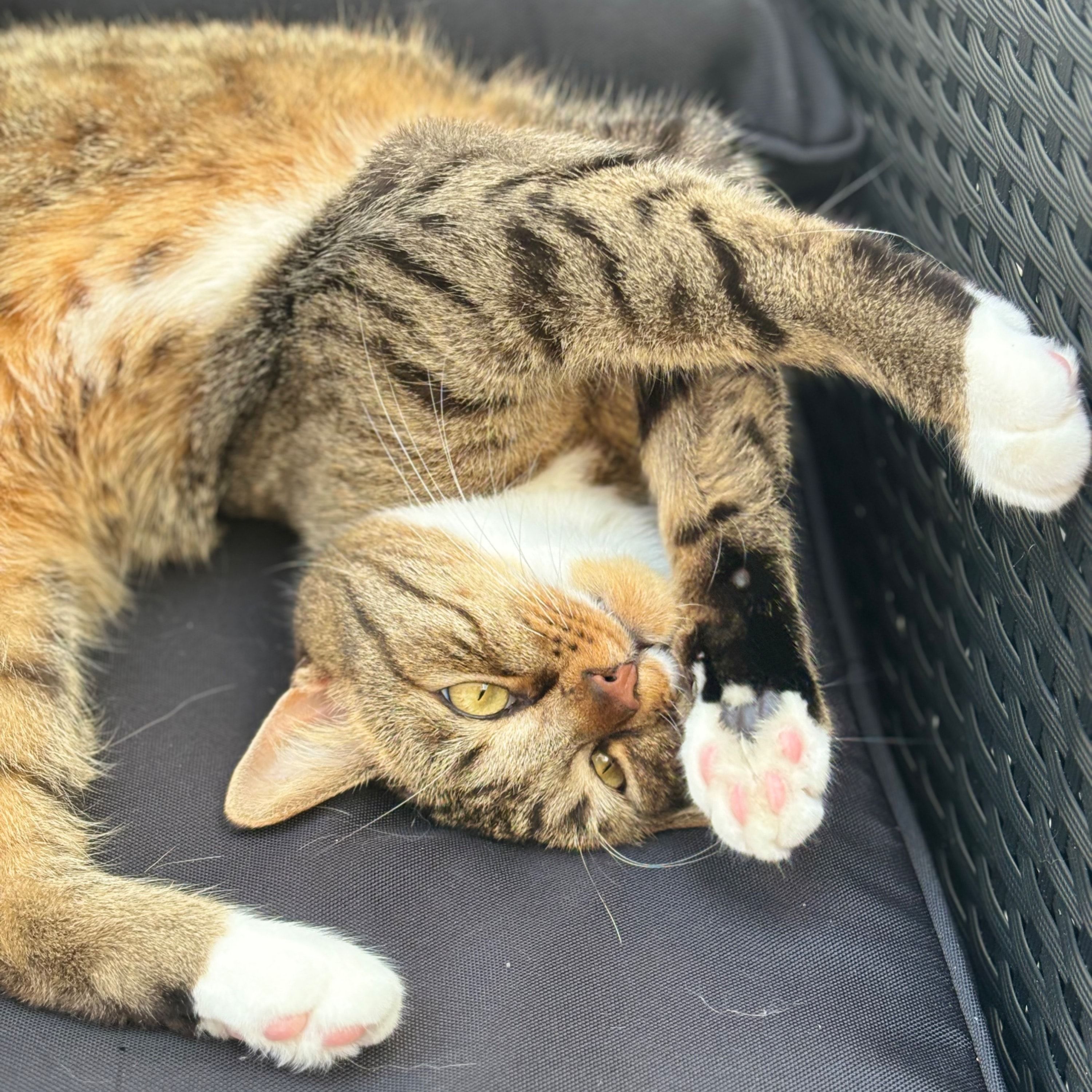 Mowgli