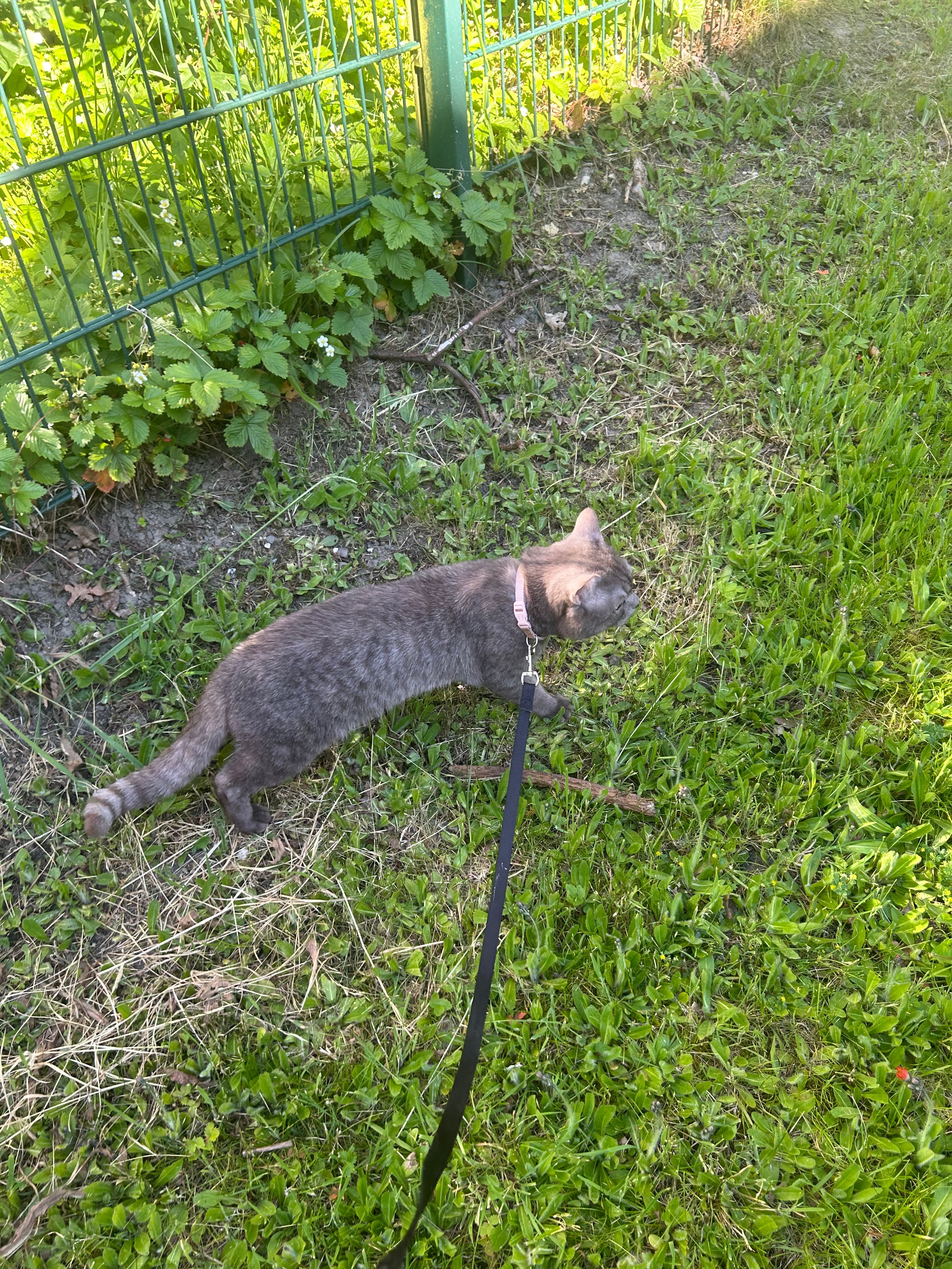 image-7
