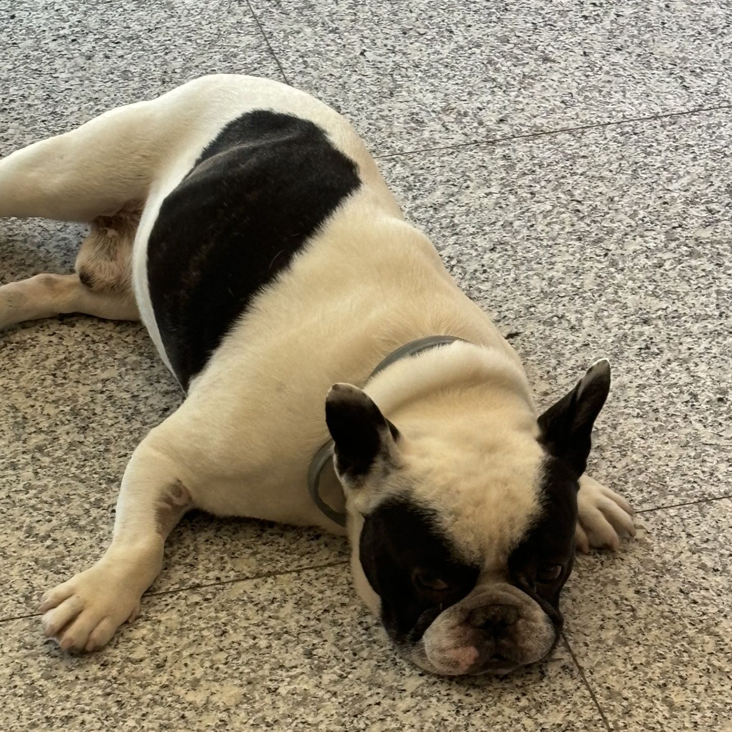 Ludmillo