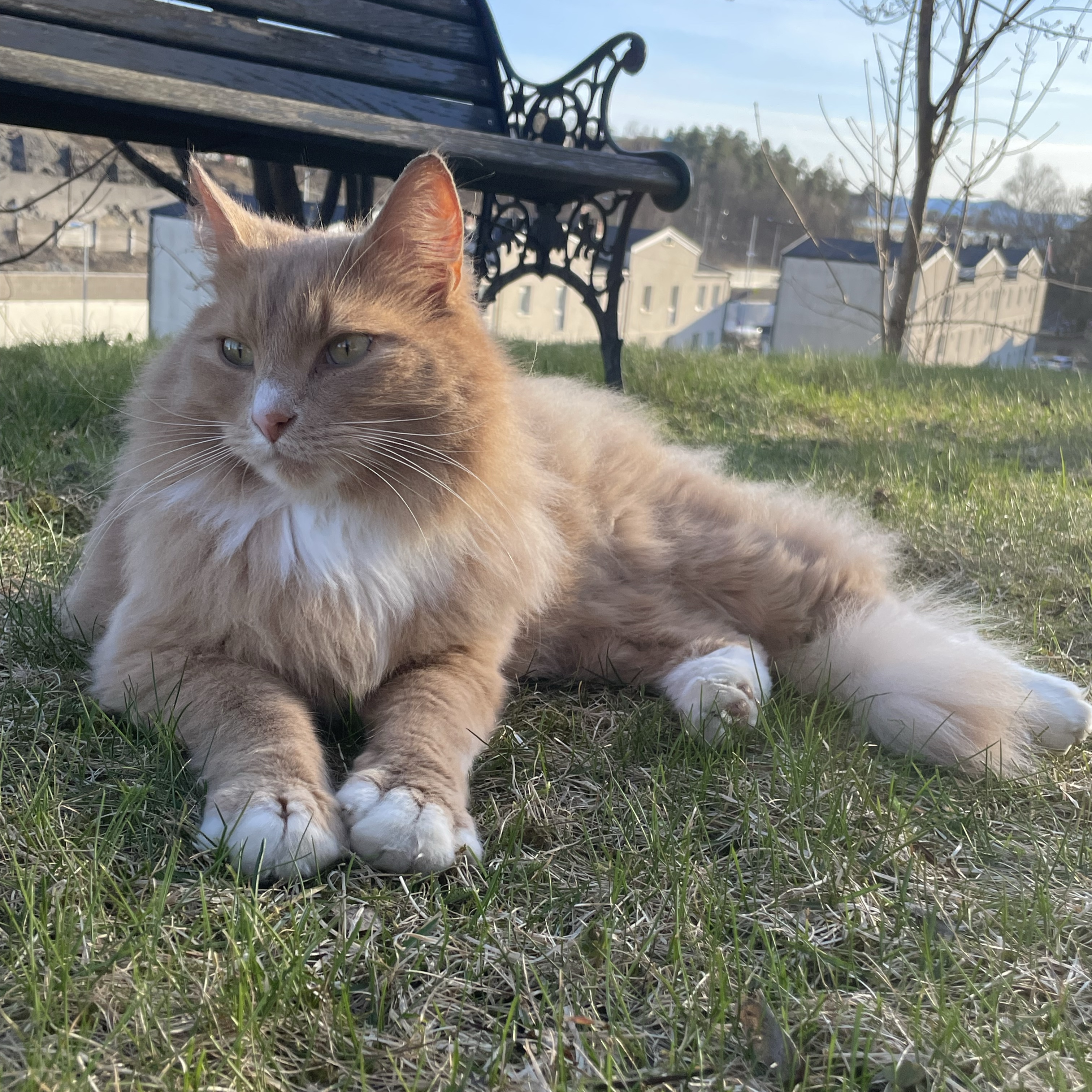 Nilus