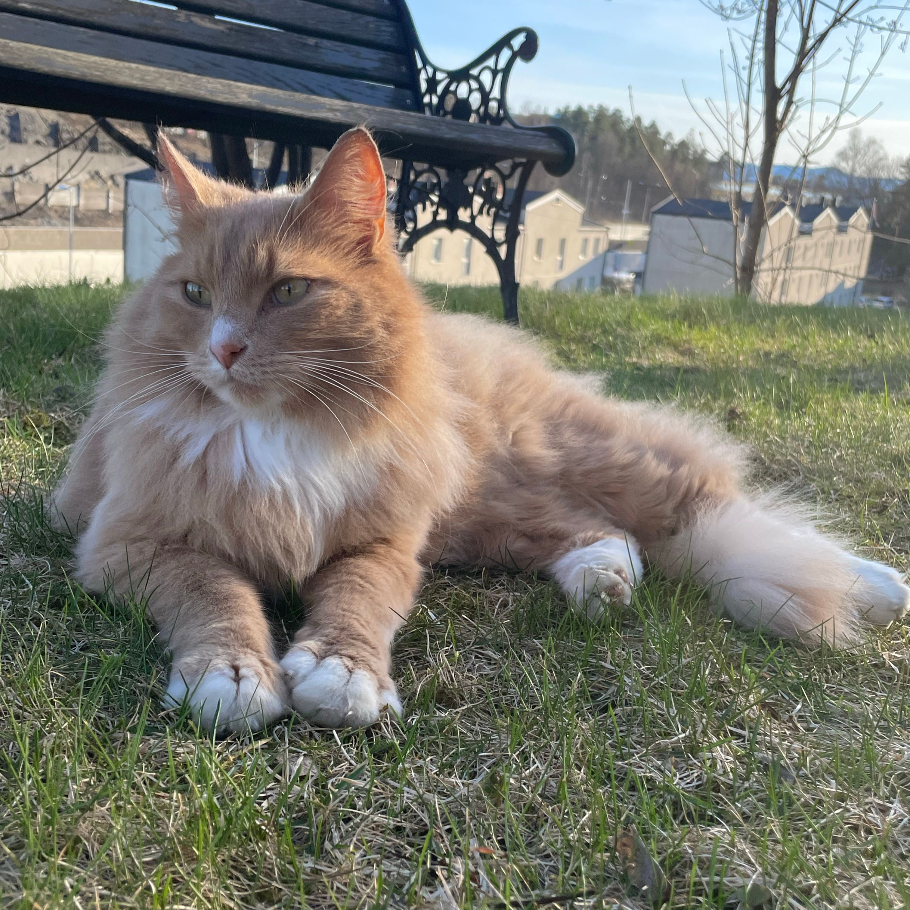 Nilus