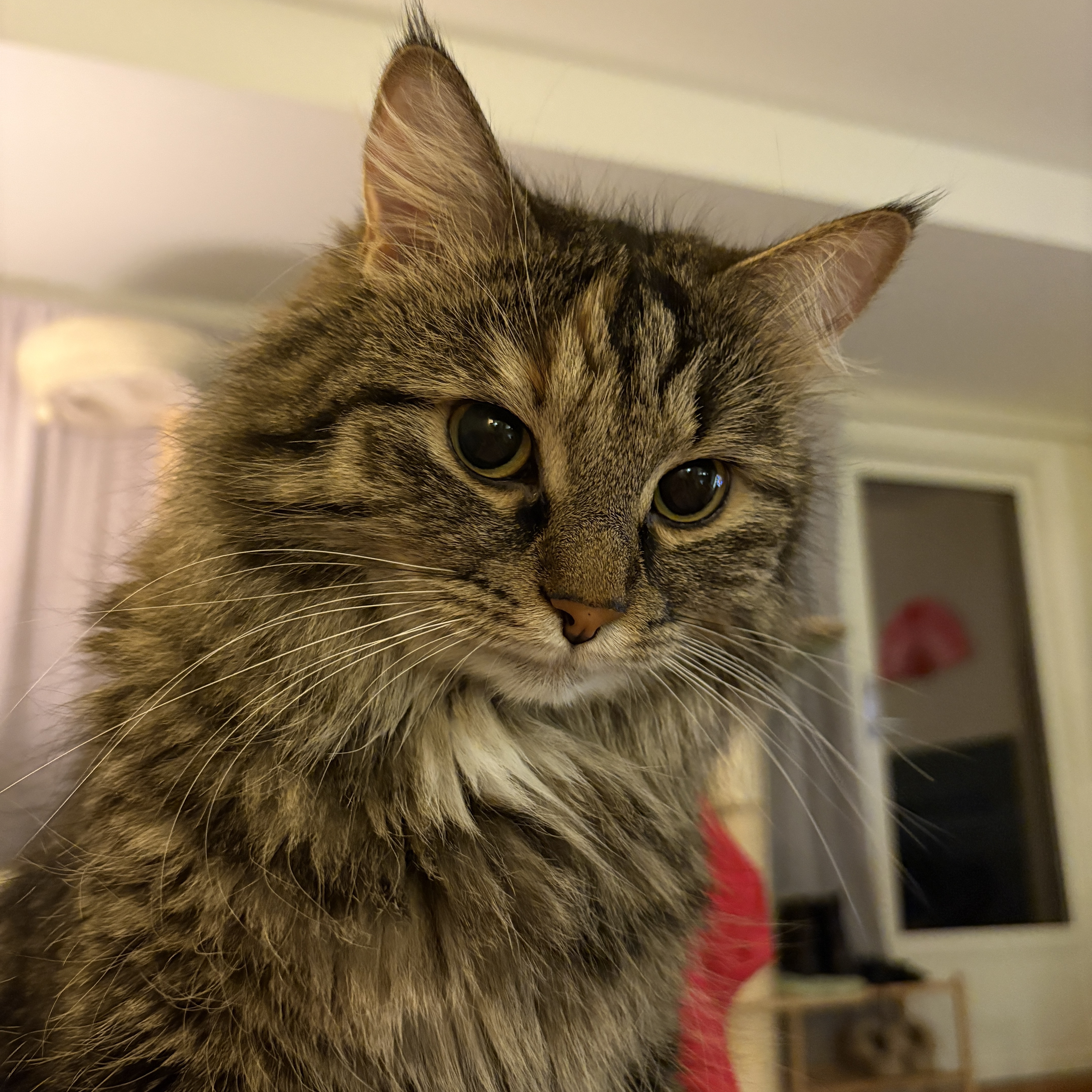 Lulu