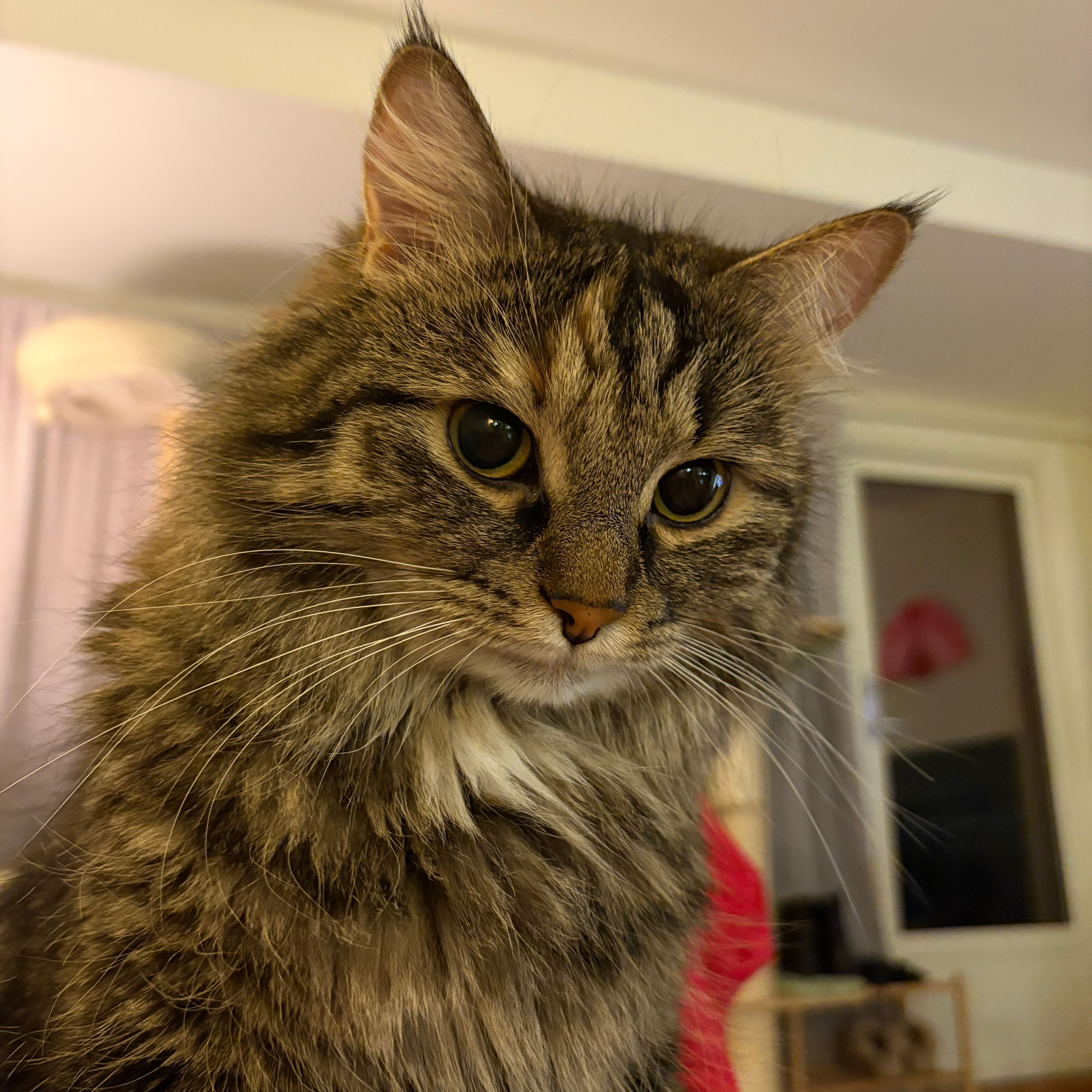 Lulu