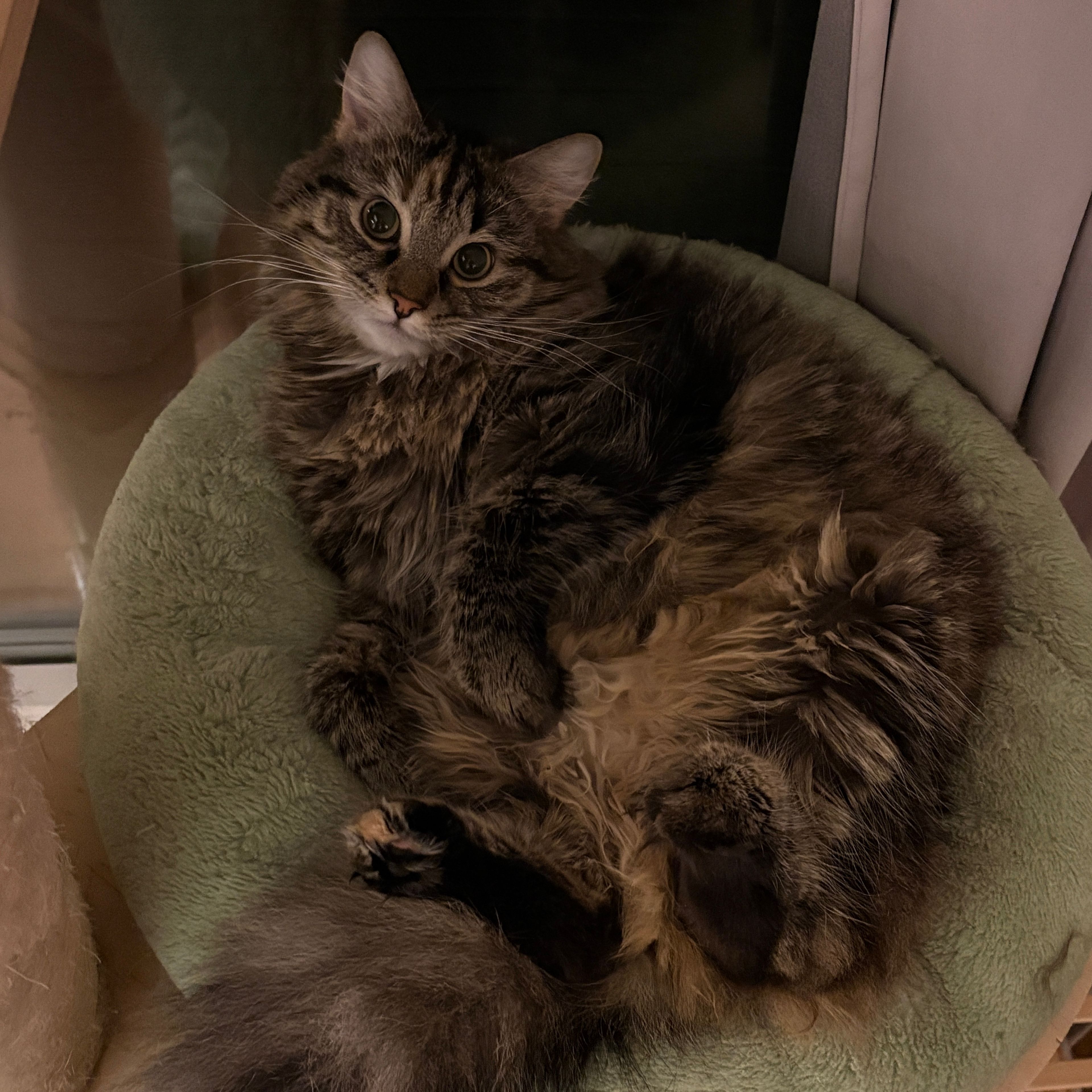 Lulu