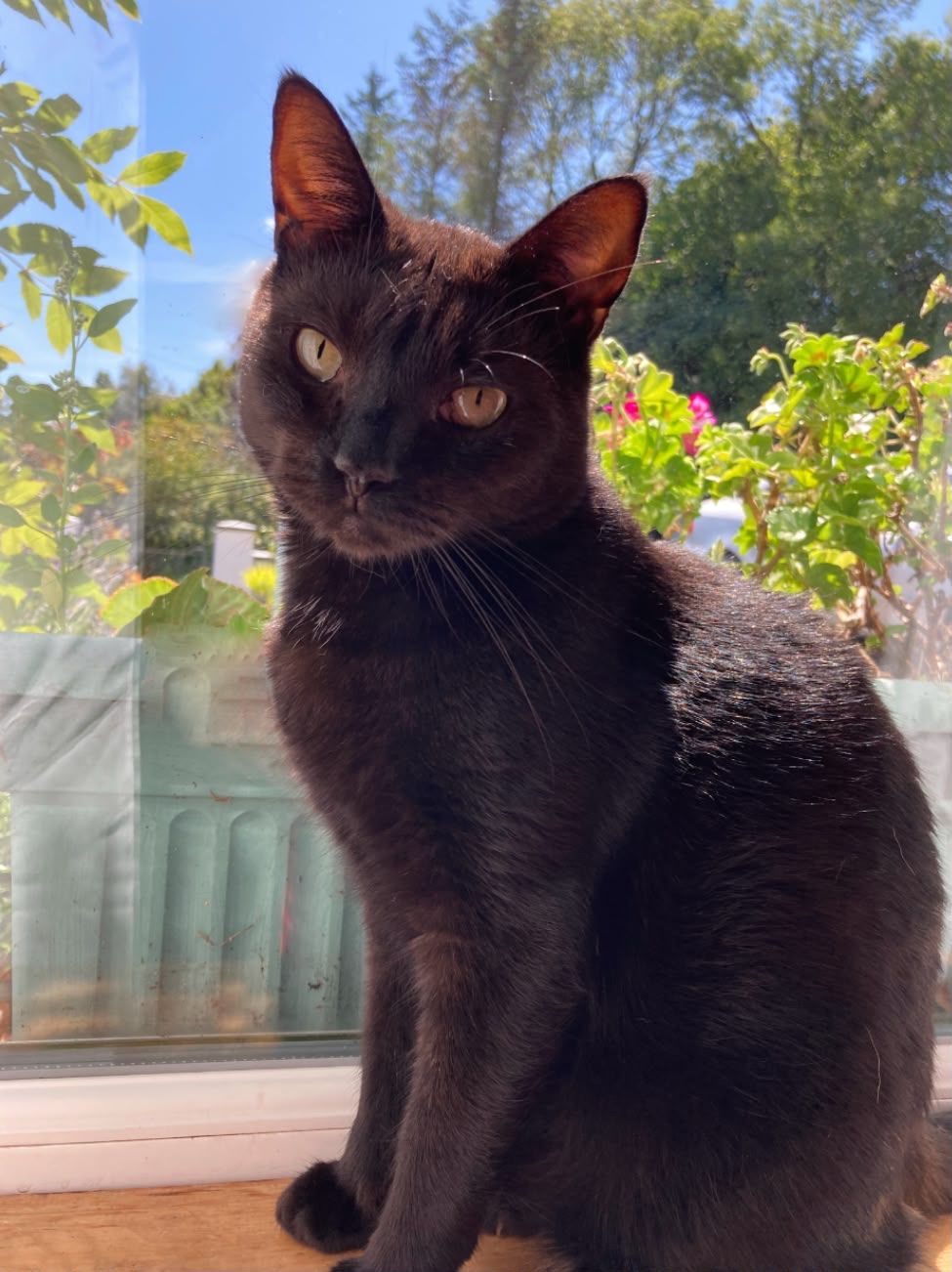 image-9