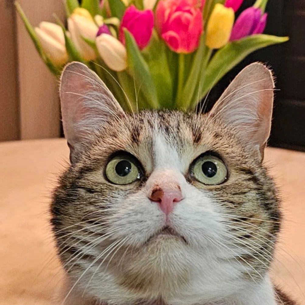Tilly