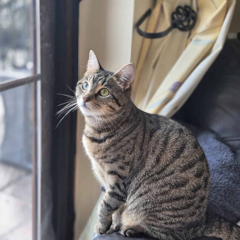 coco