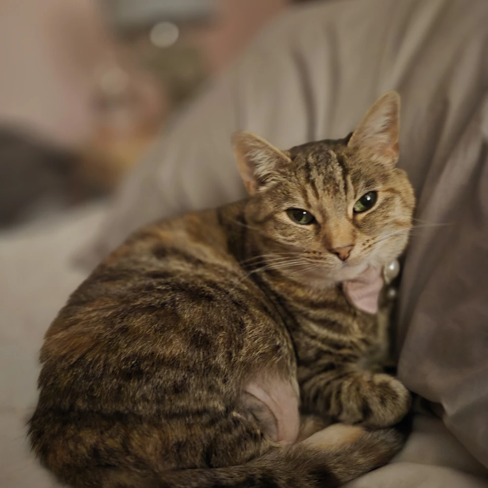 yuki 