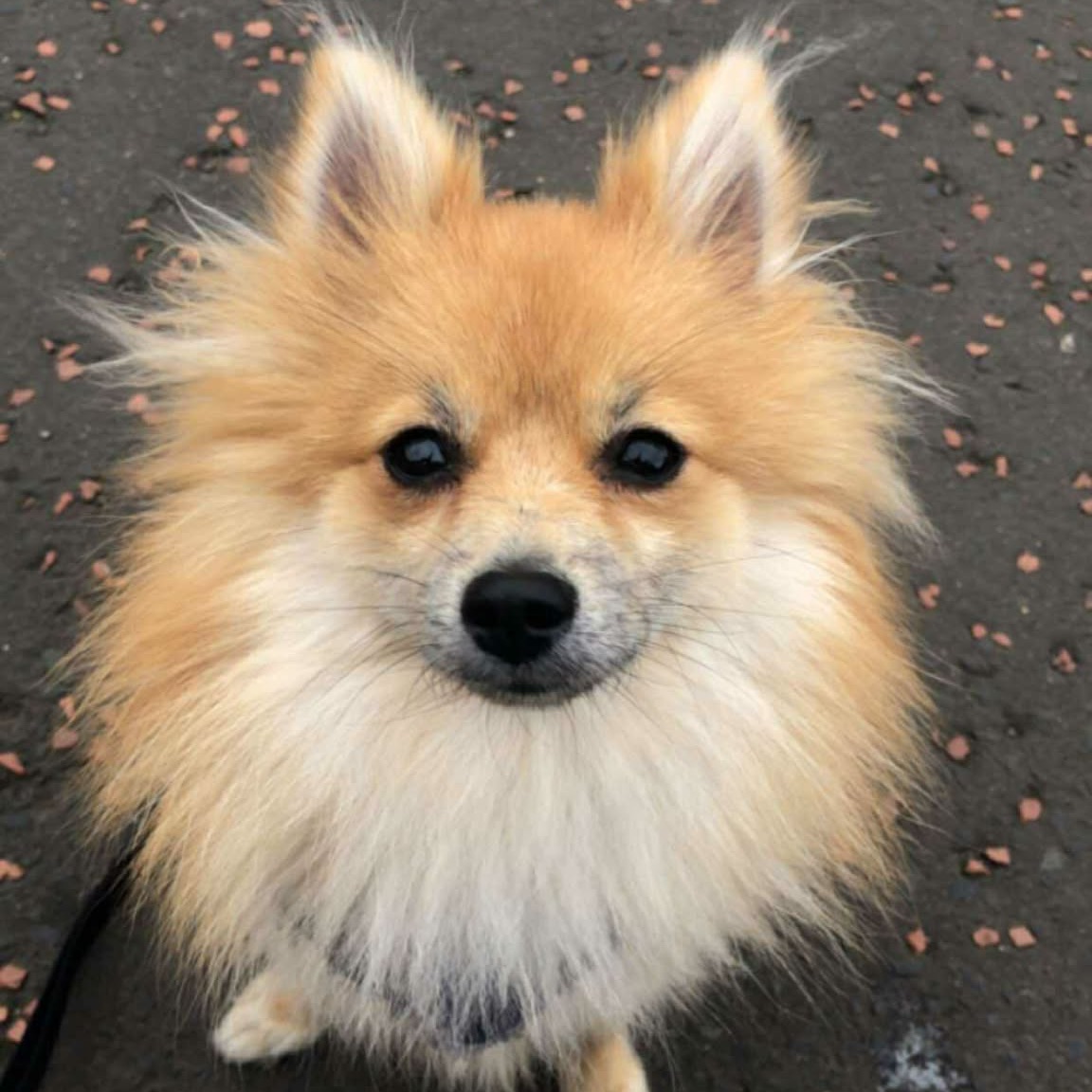 Peanut 