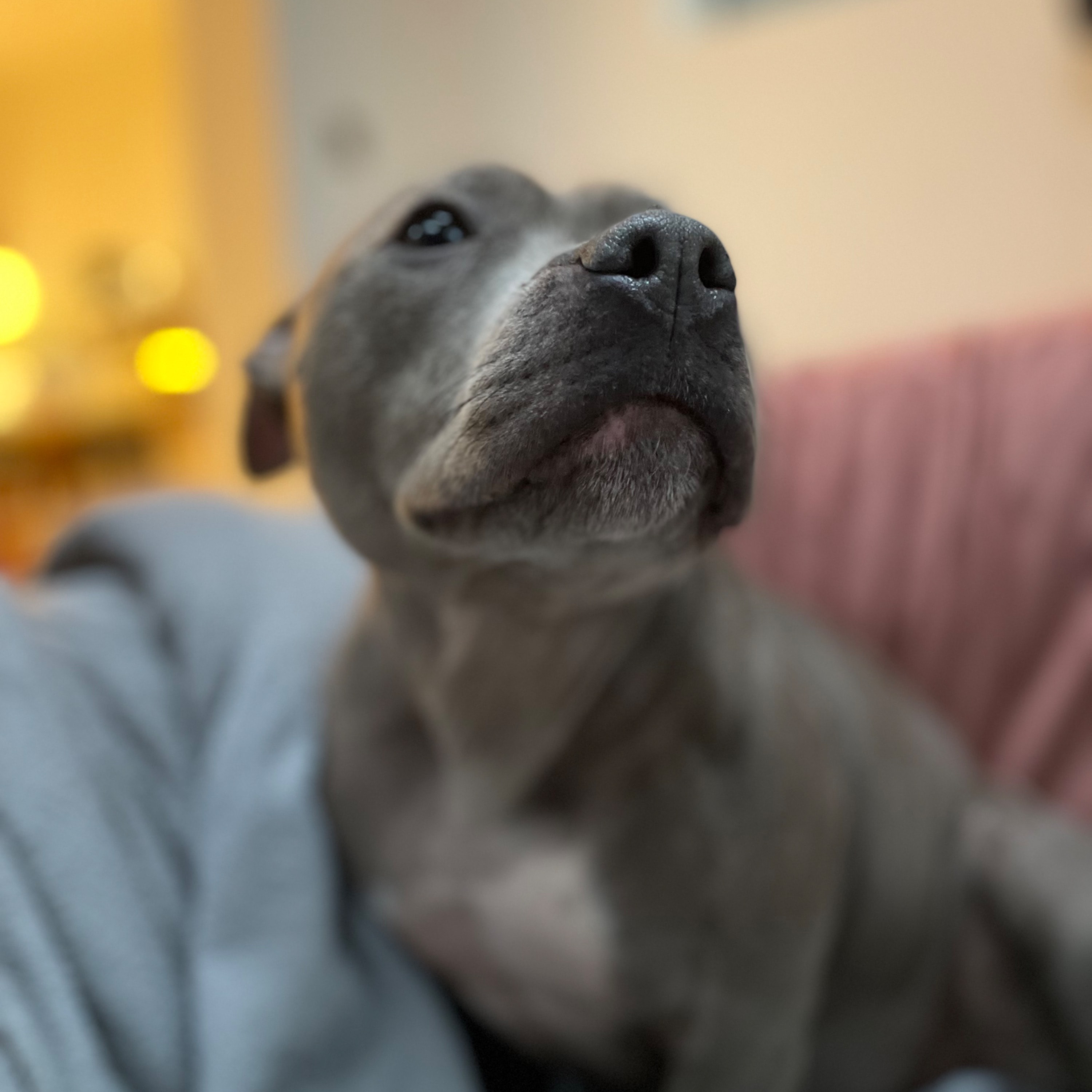 Lola 