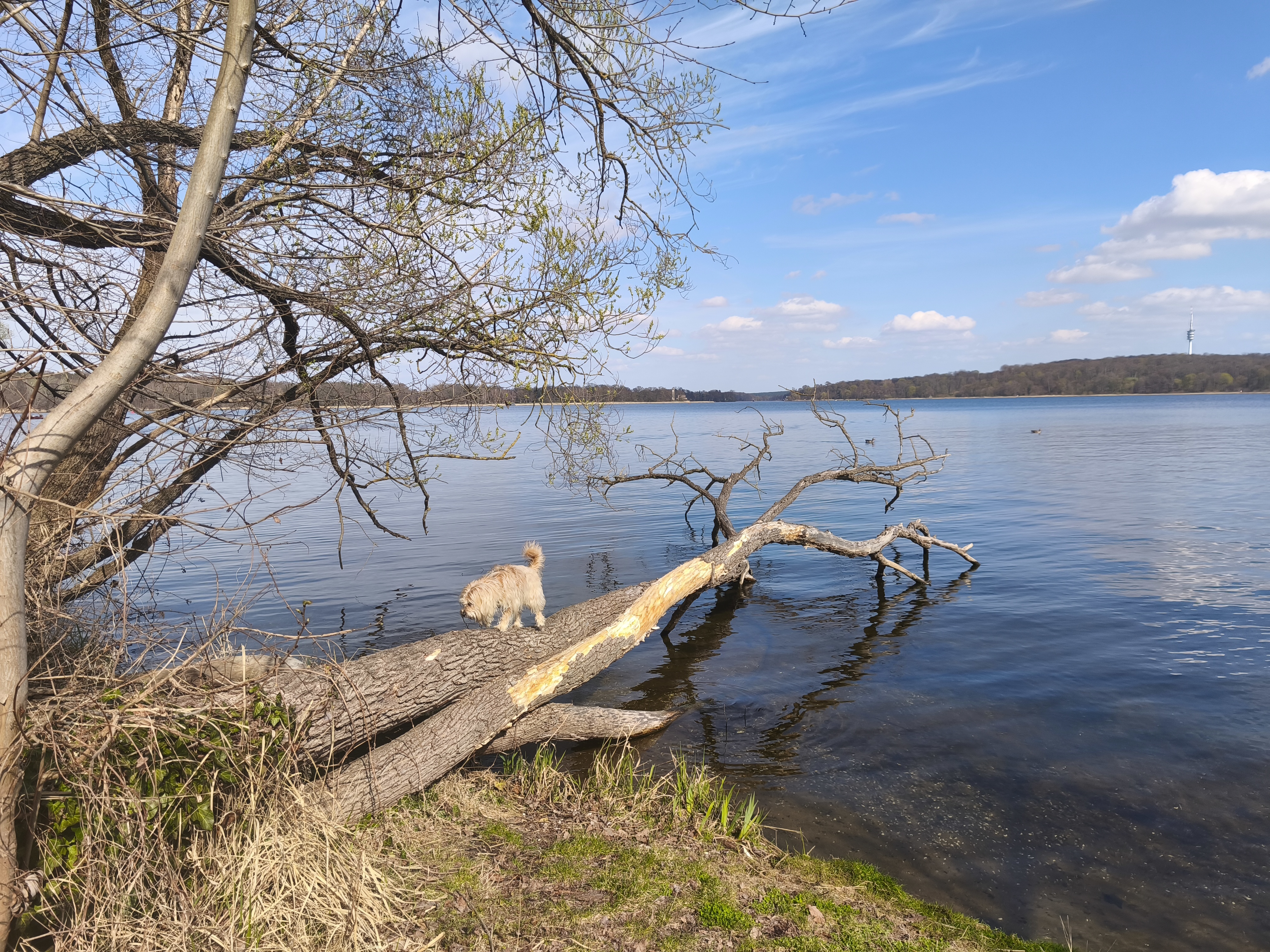 image-15