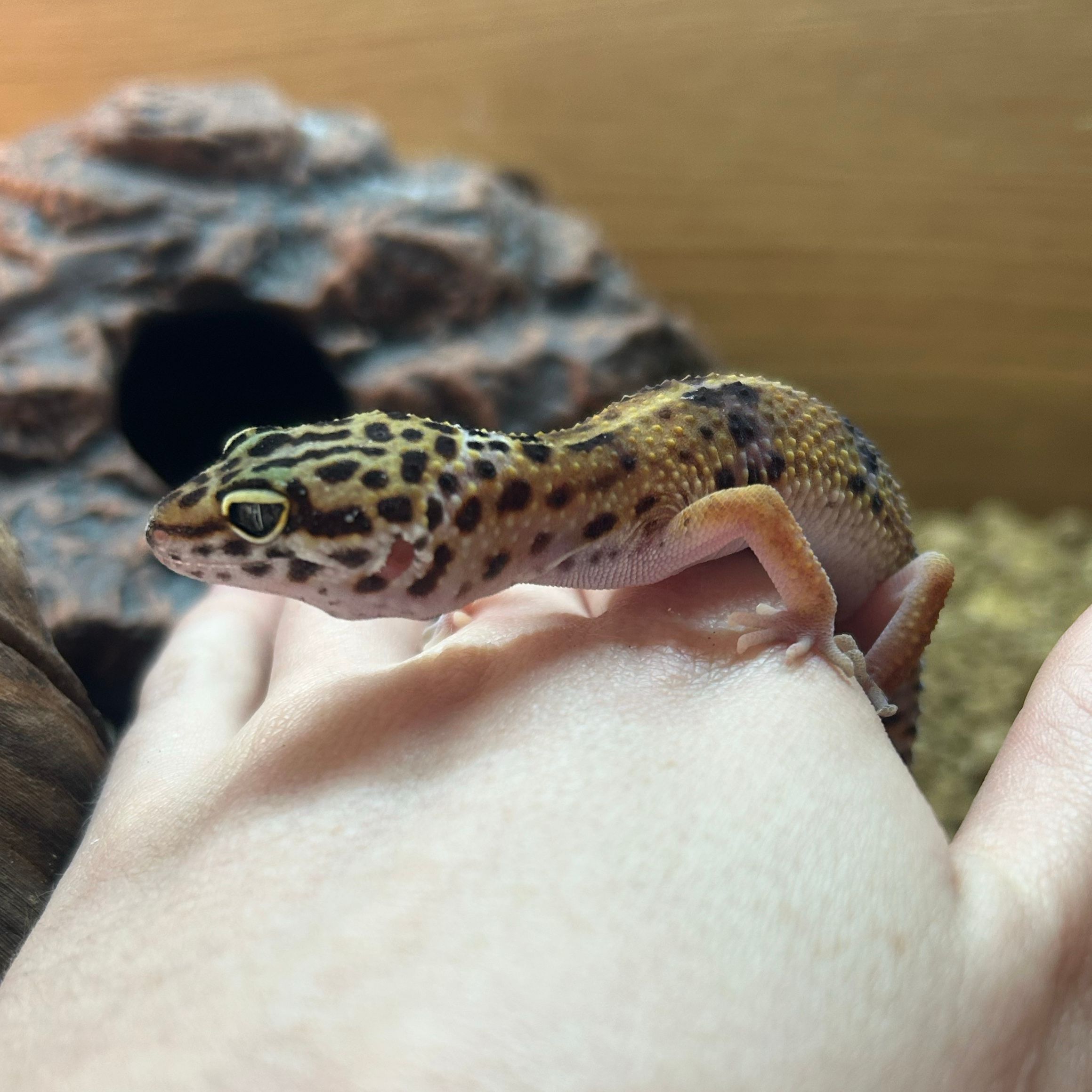 Deco the Gecko