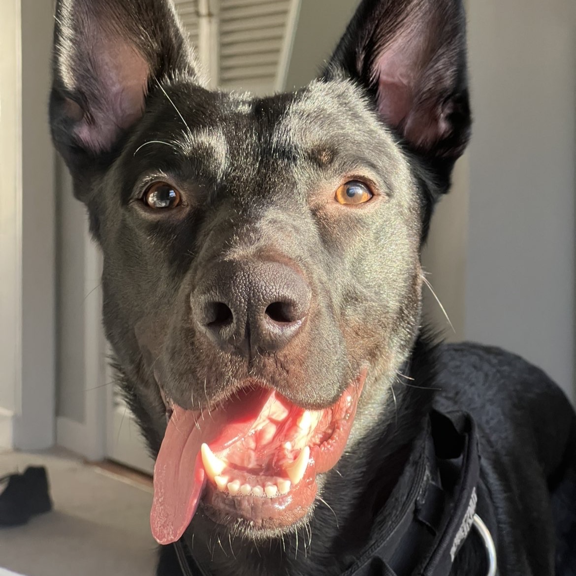 Jax