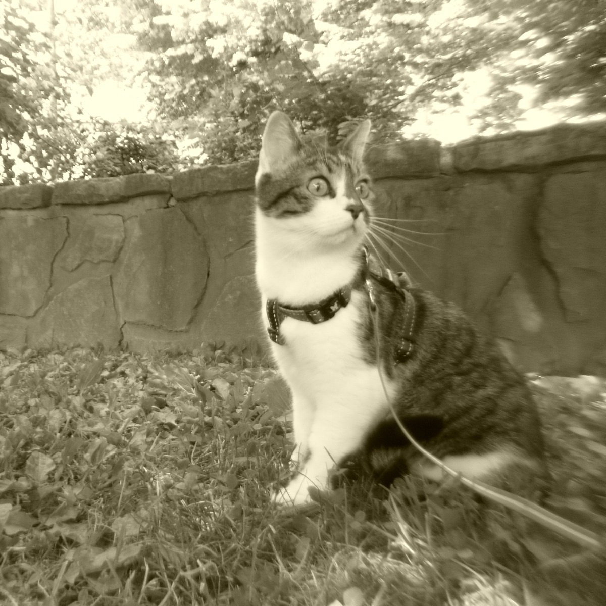Miyo