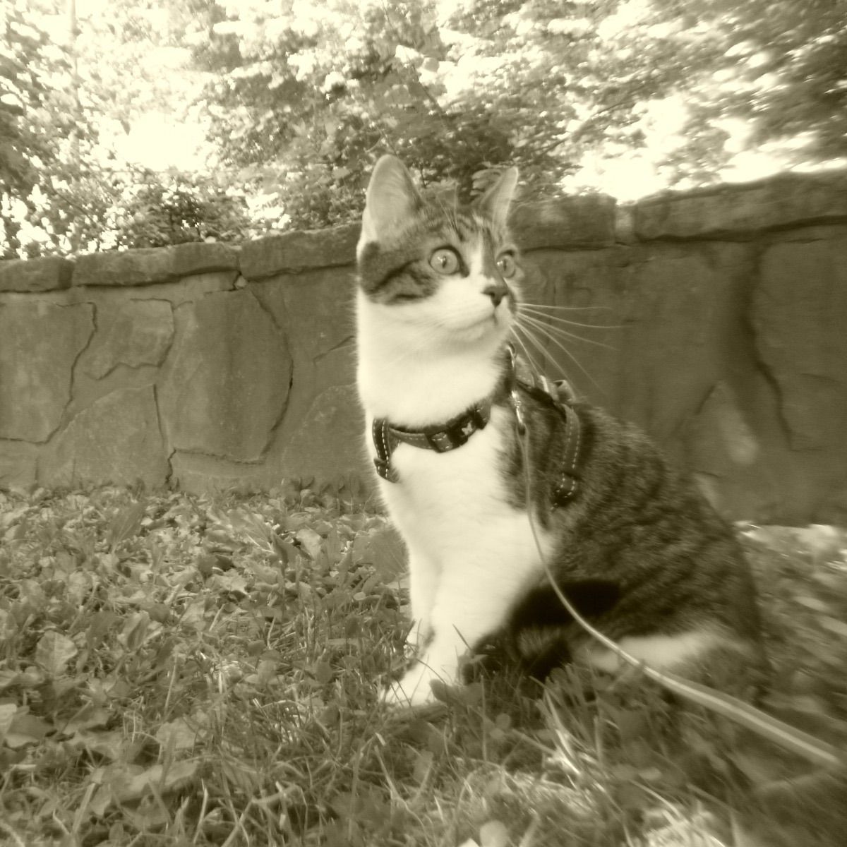 Miyo