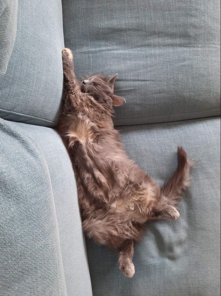 Praline