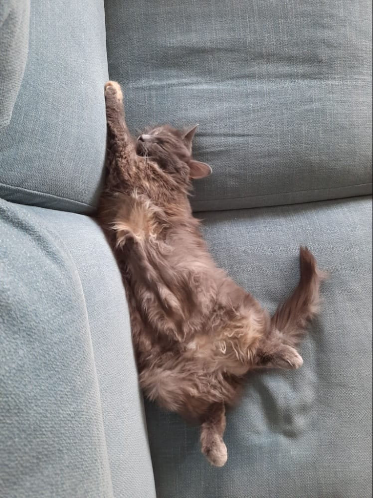 Praline