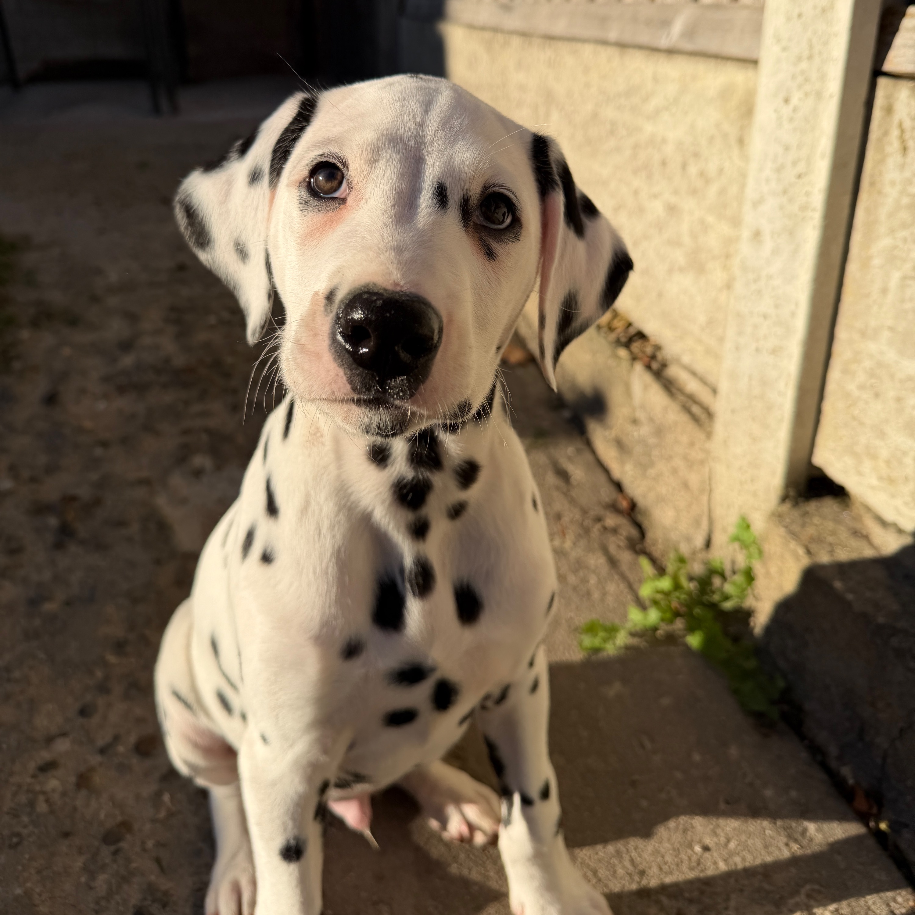 Arlo