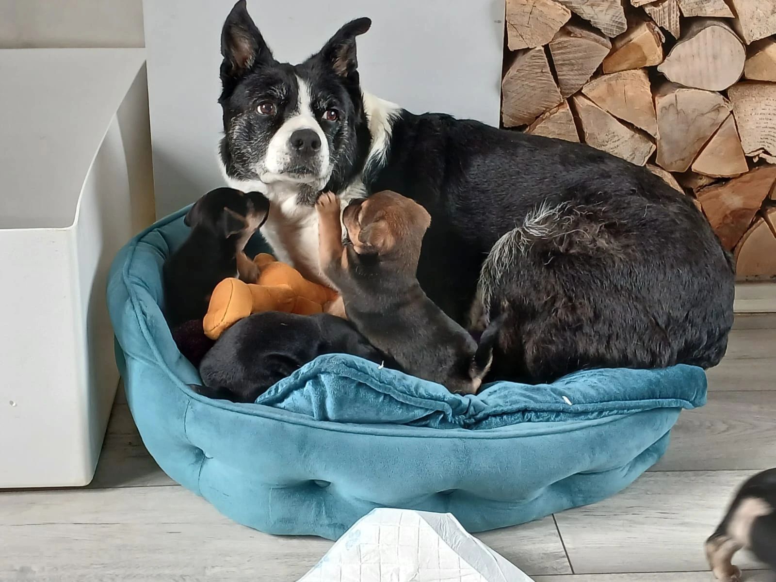 image-12