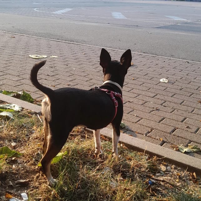 Nina