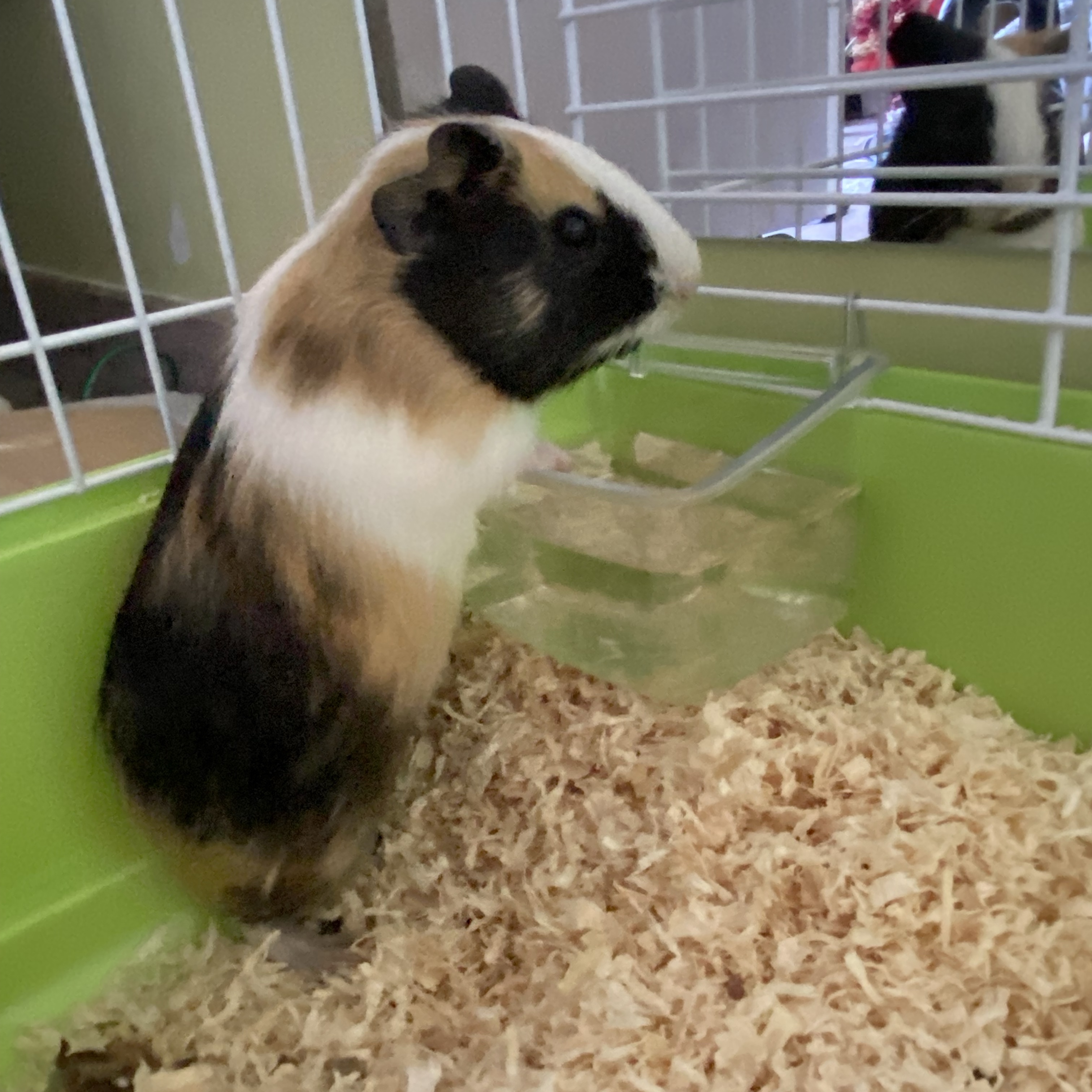 Maya 