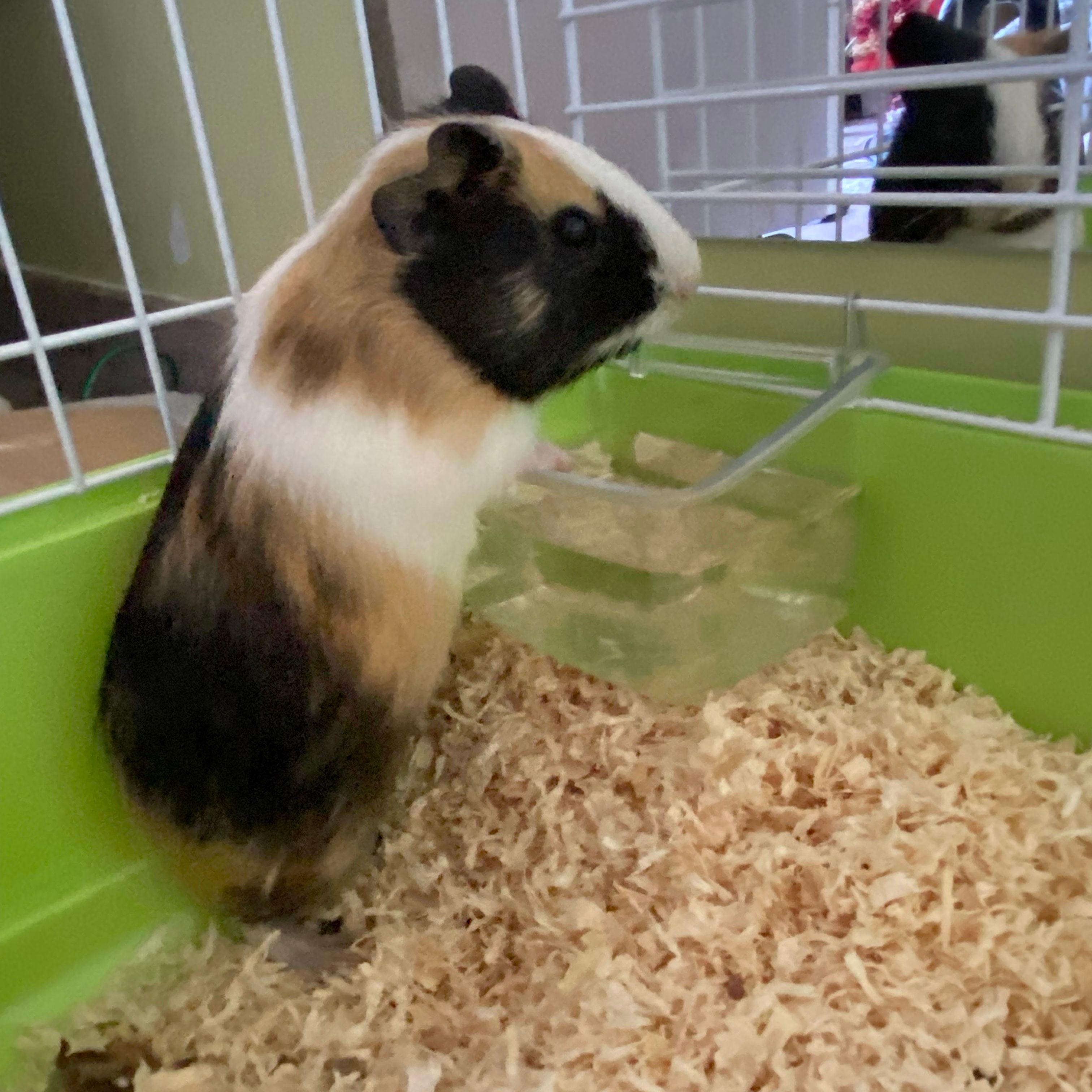 Maya