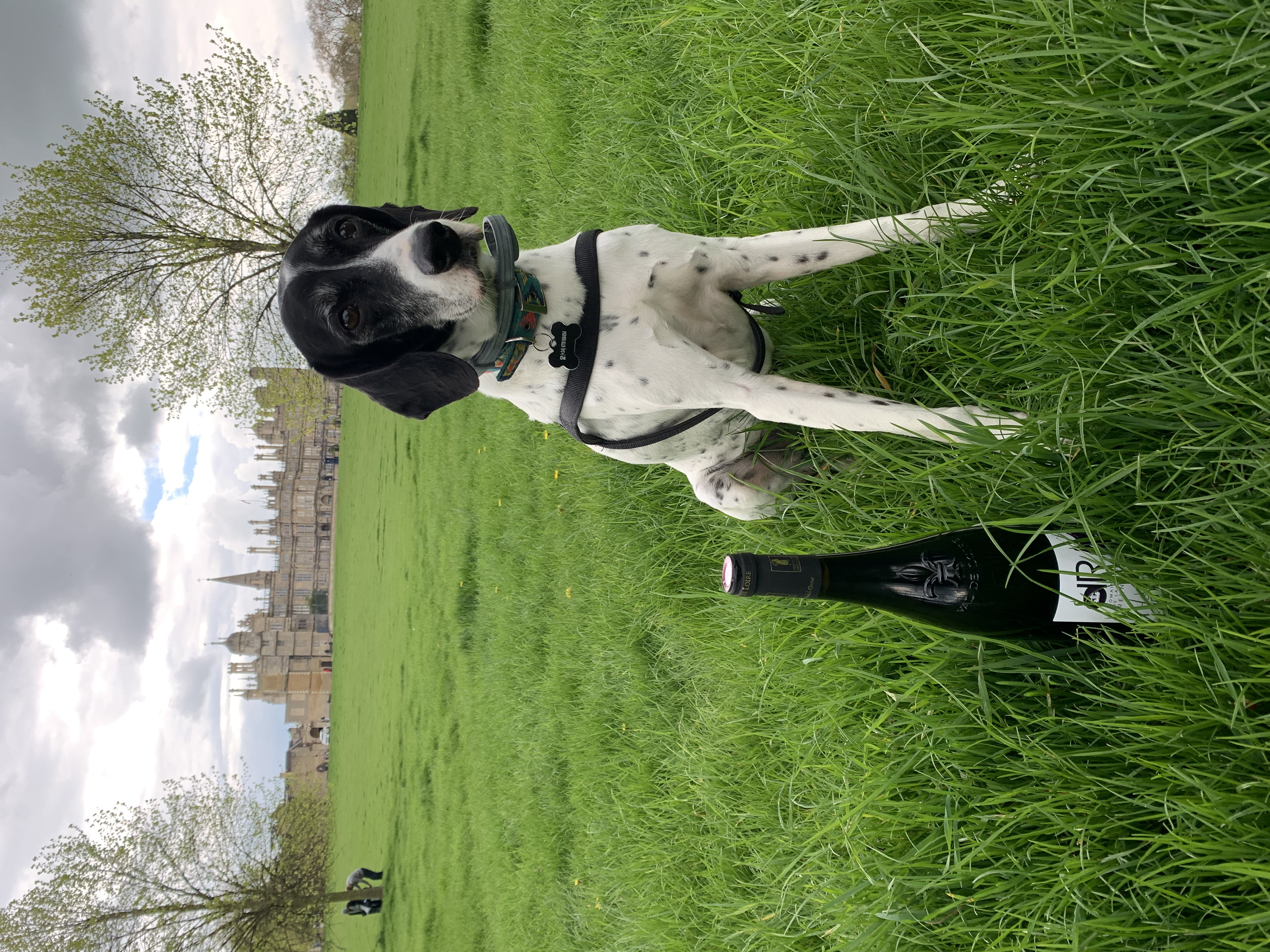 image-6