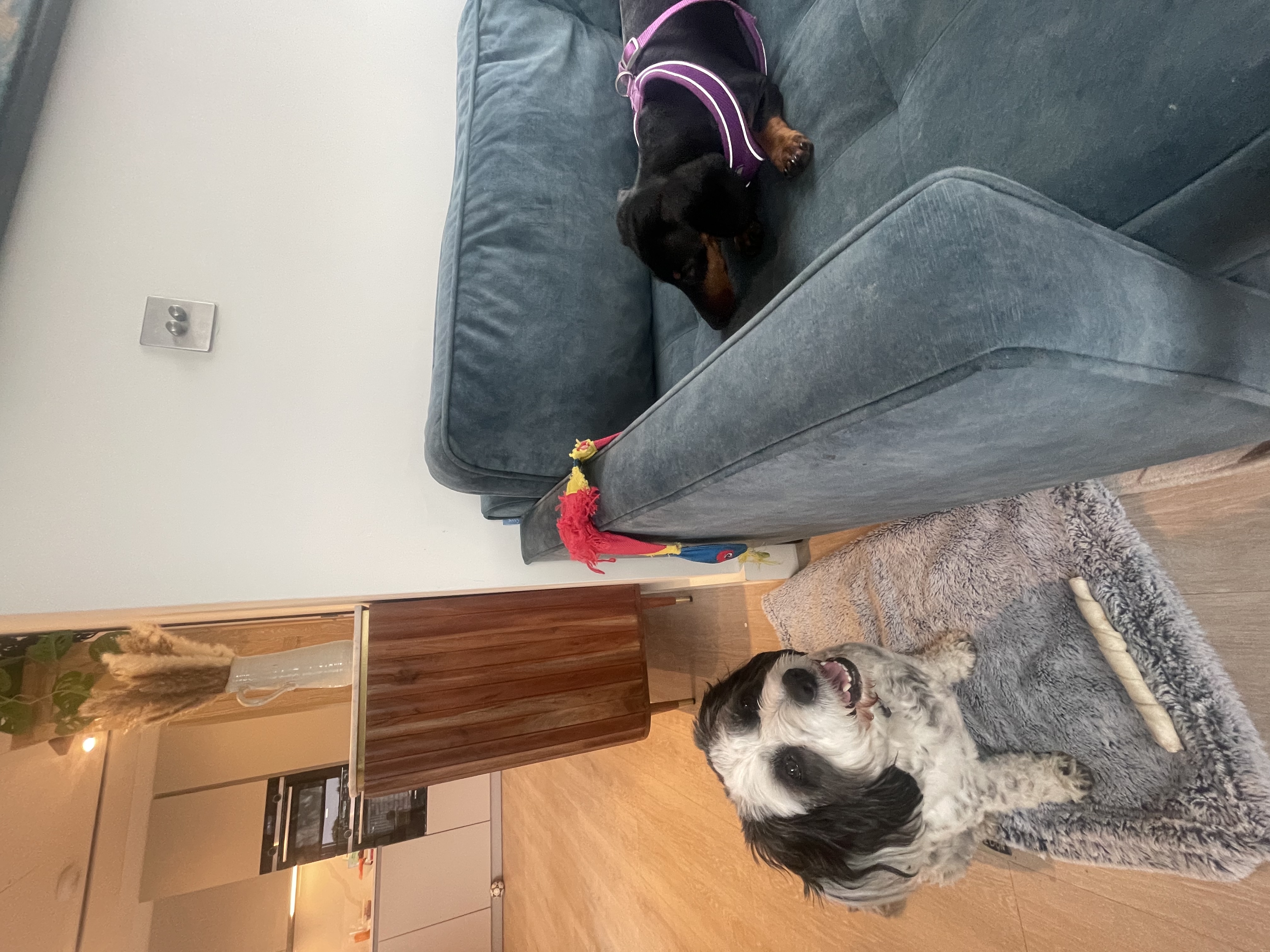image-7