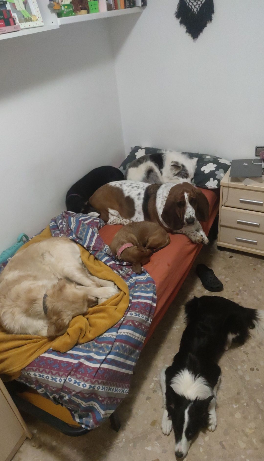 image-7