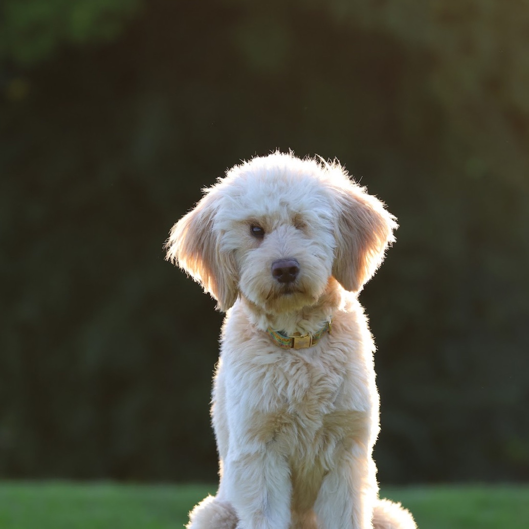 Sammy