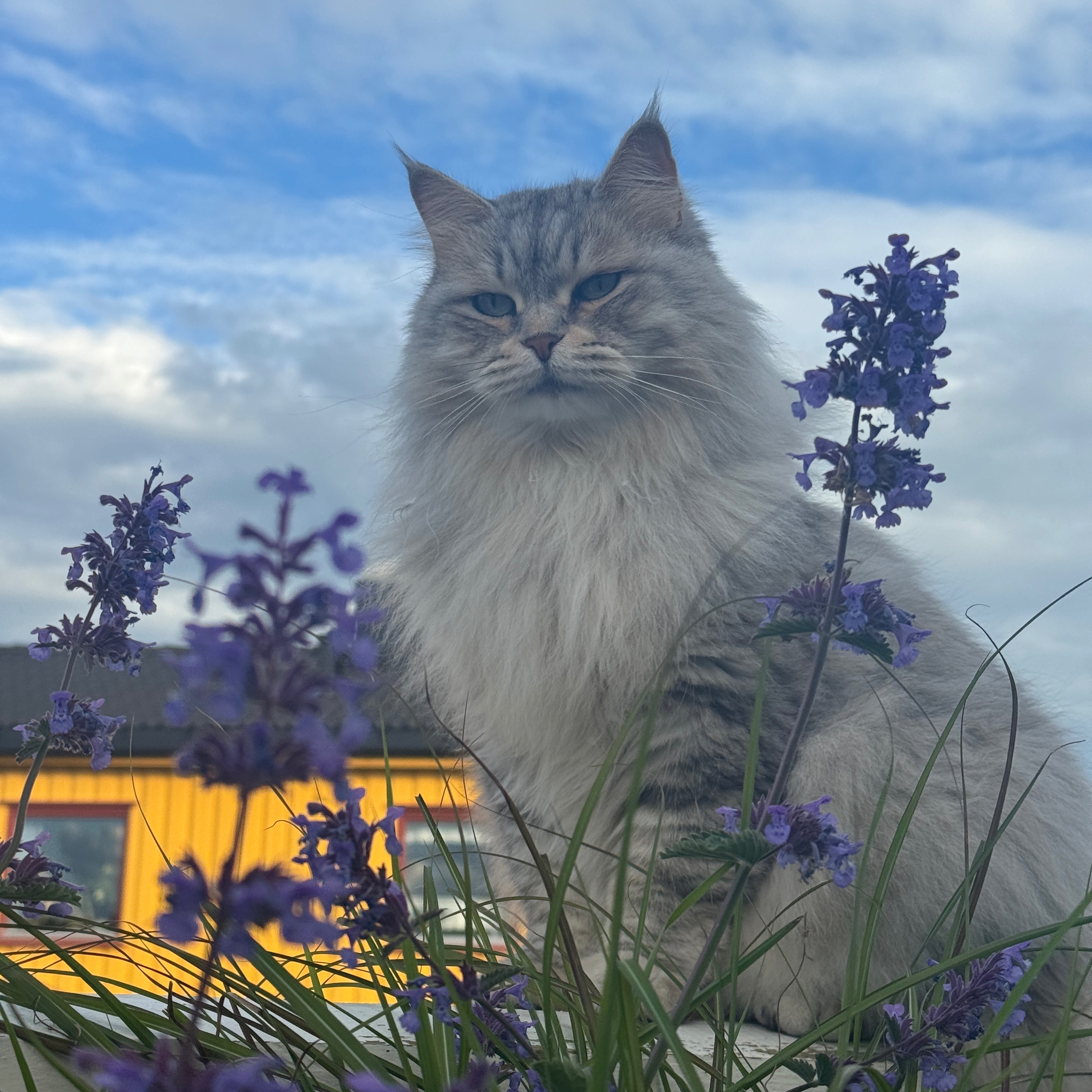 Ronja