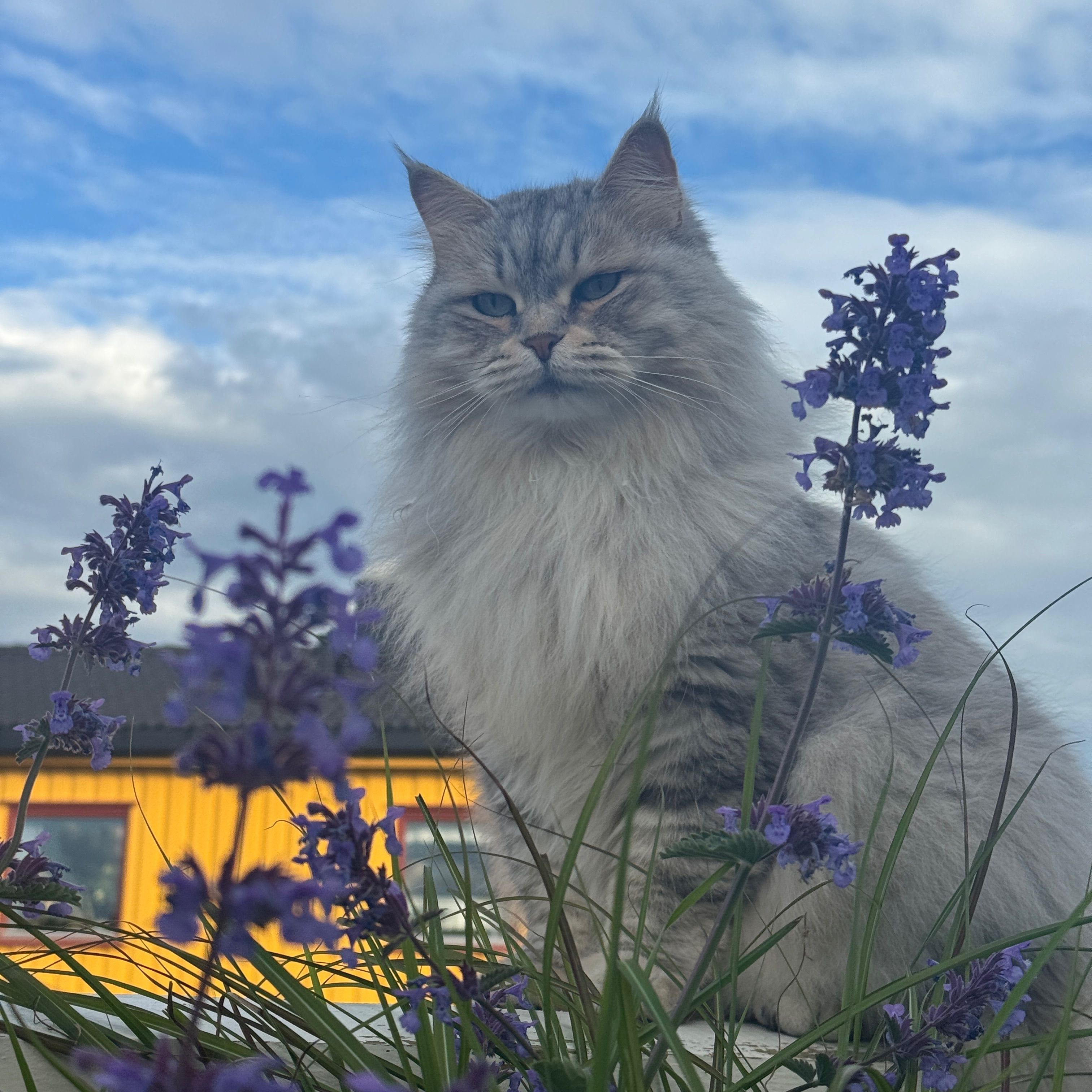 Ronja