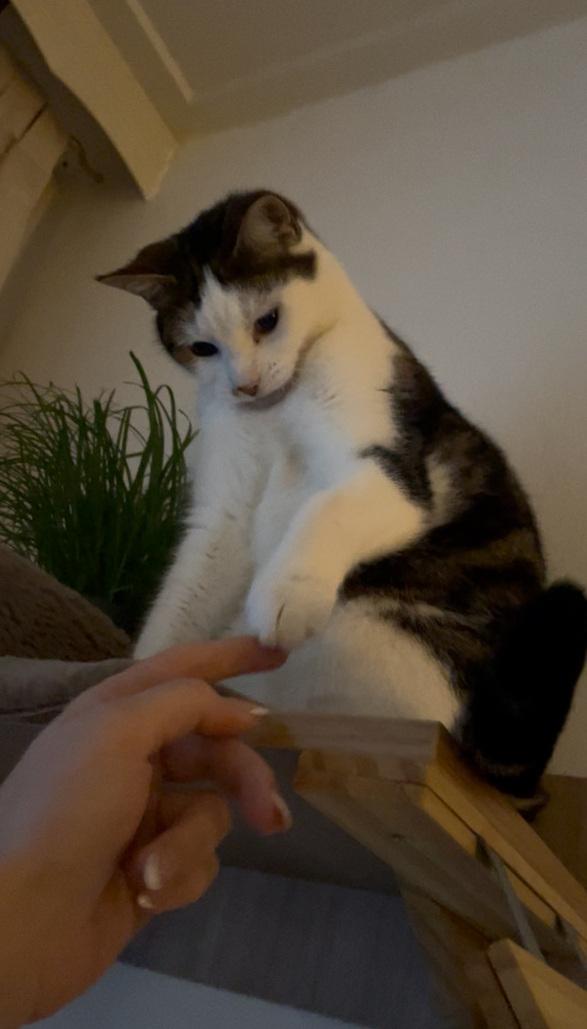 image-10