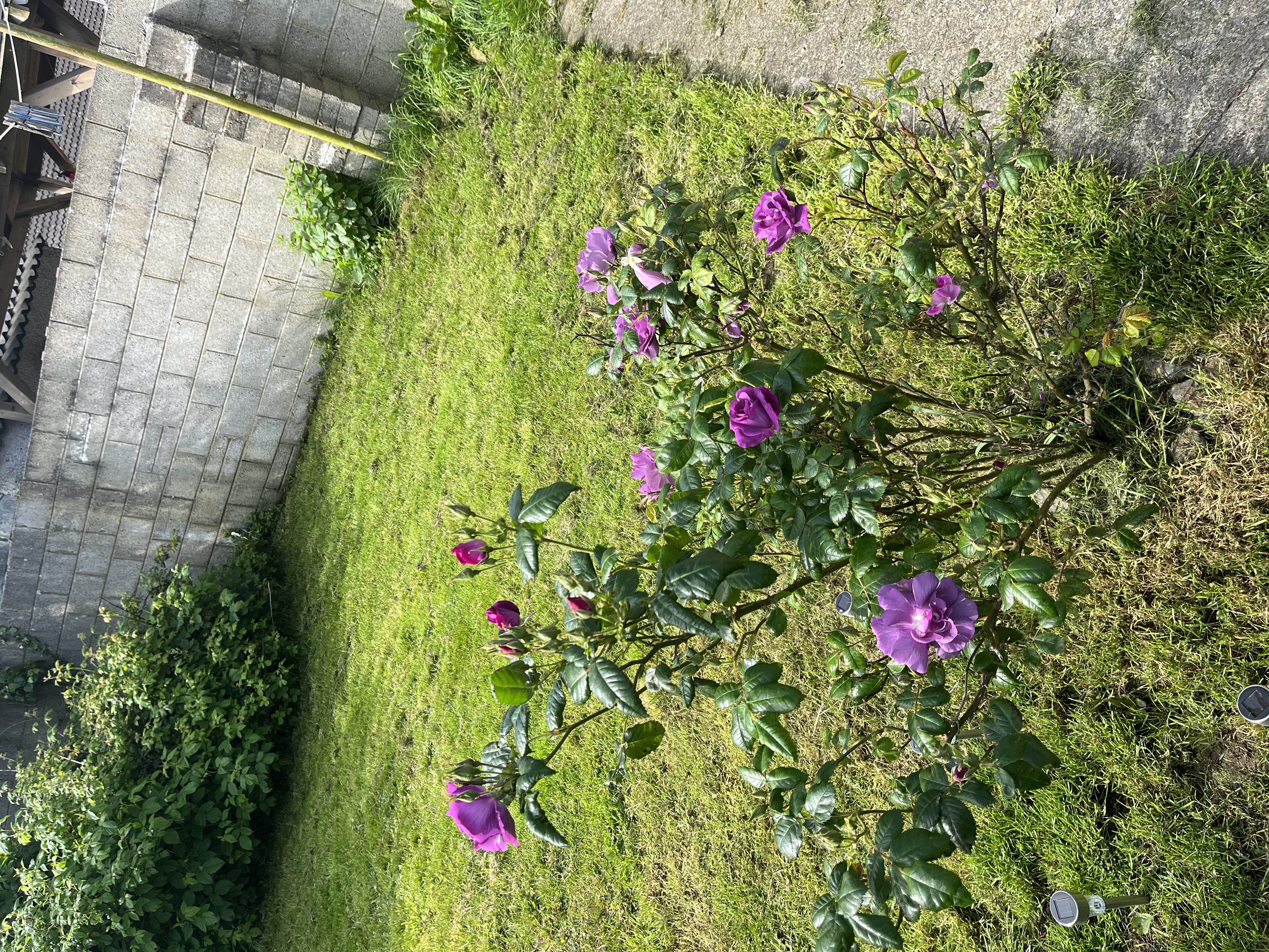 image-16