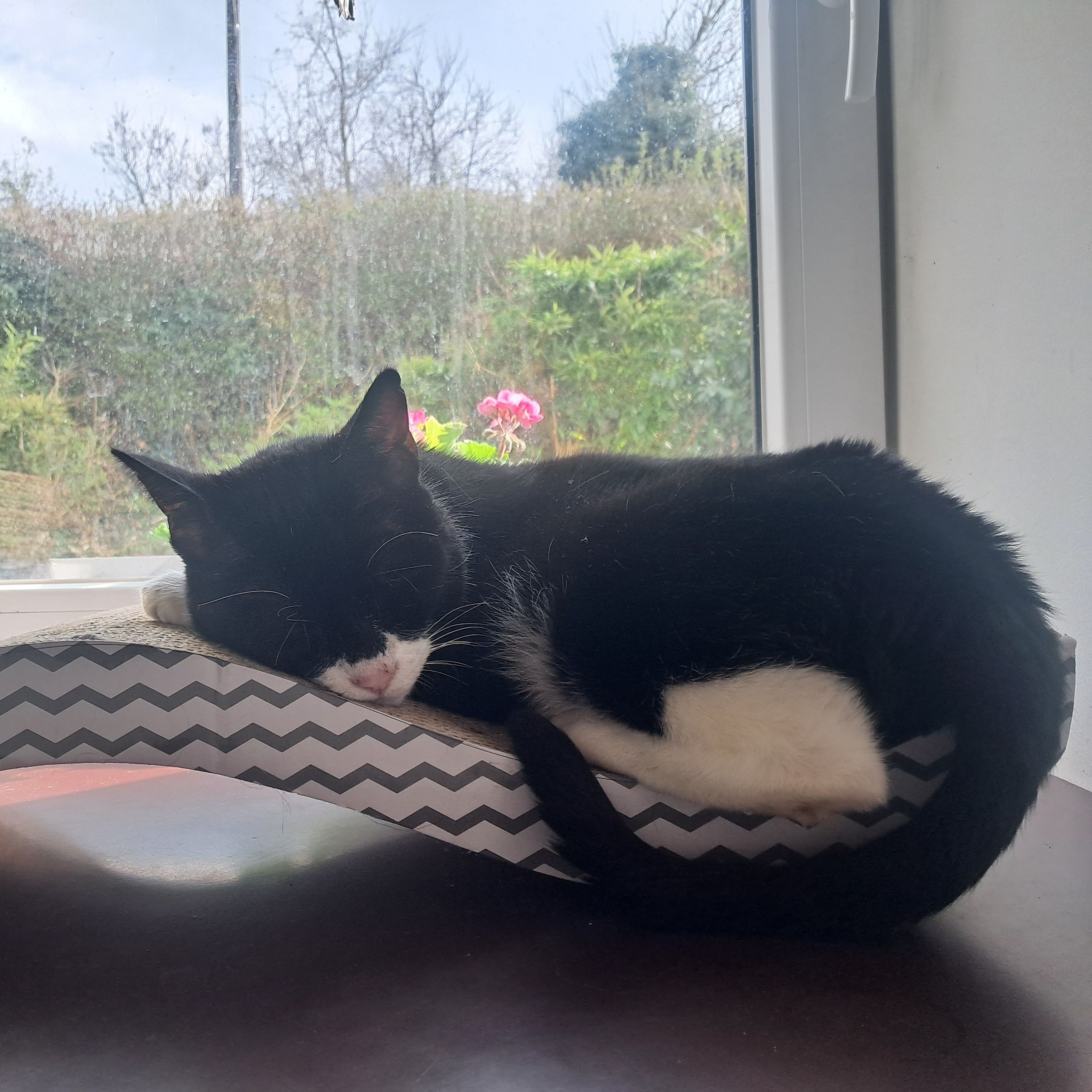 Lulu