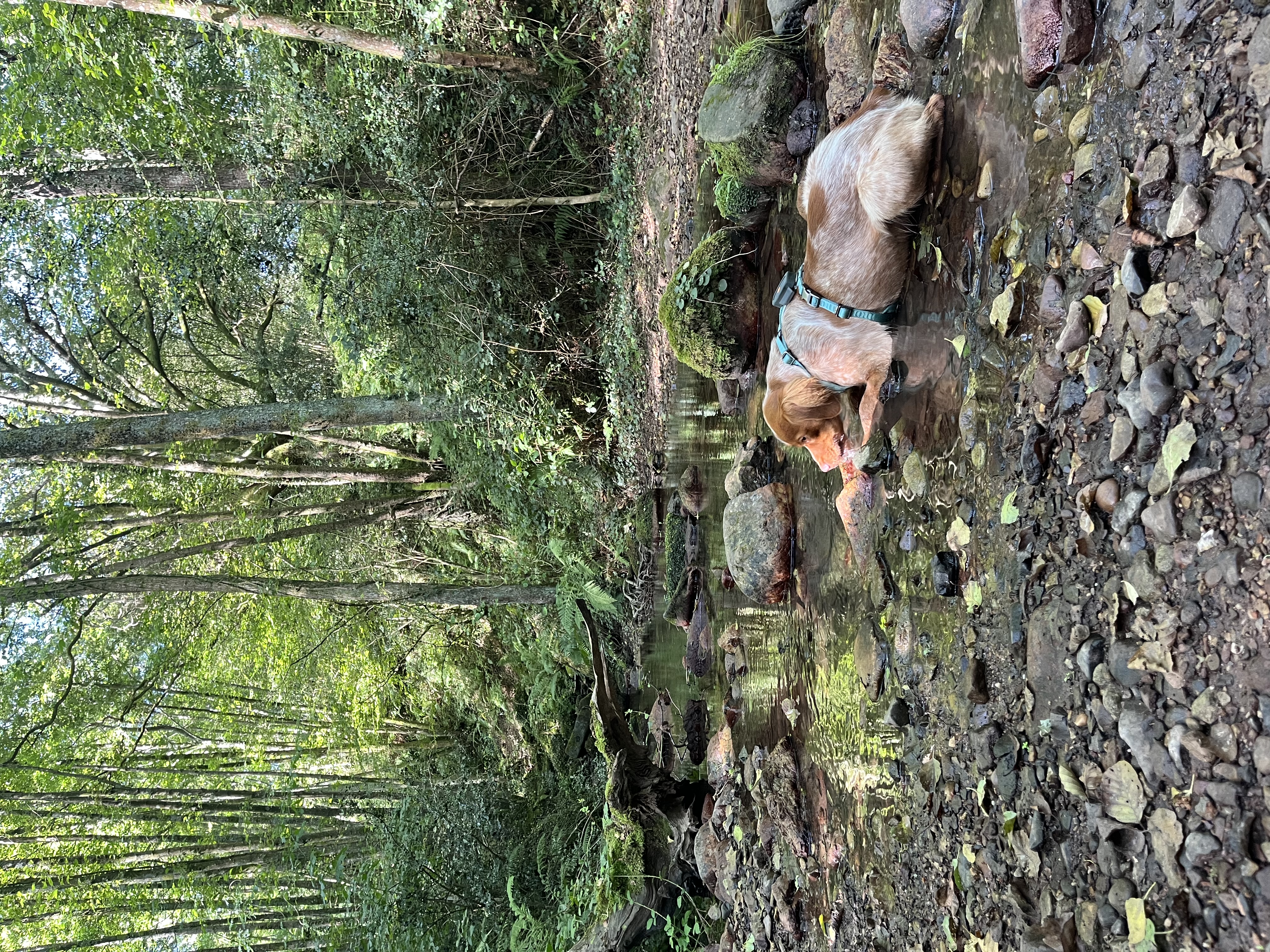 image-7