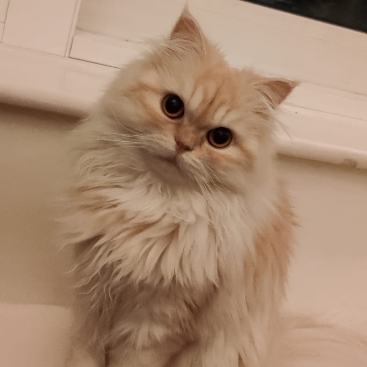 Aslan