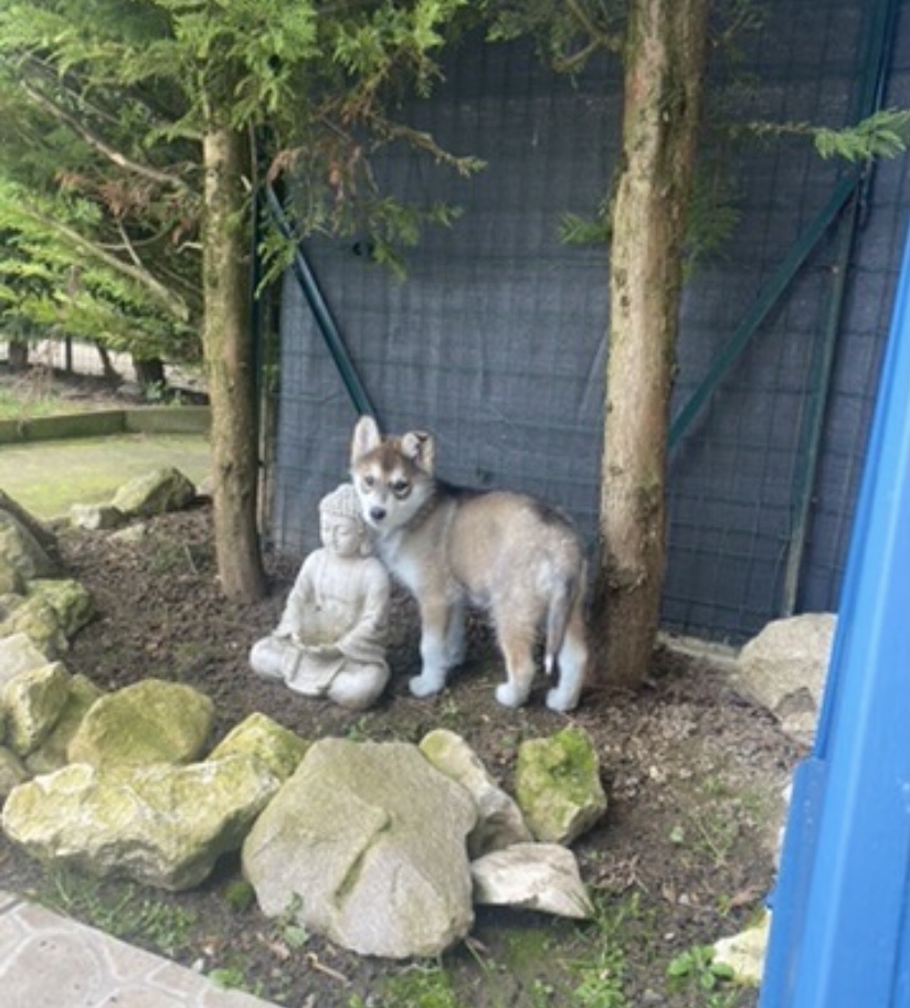 image-11