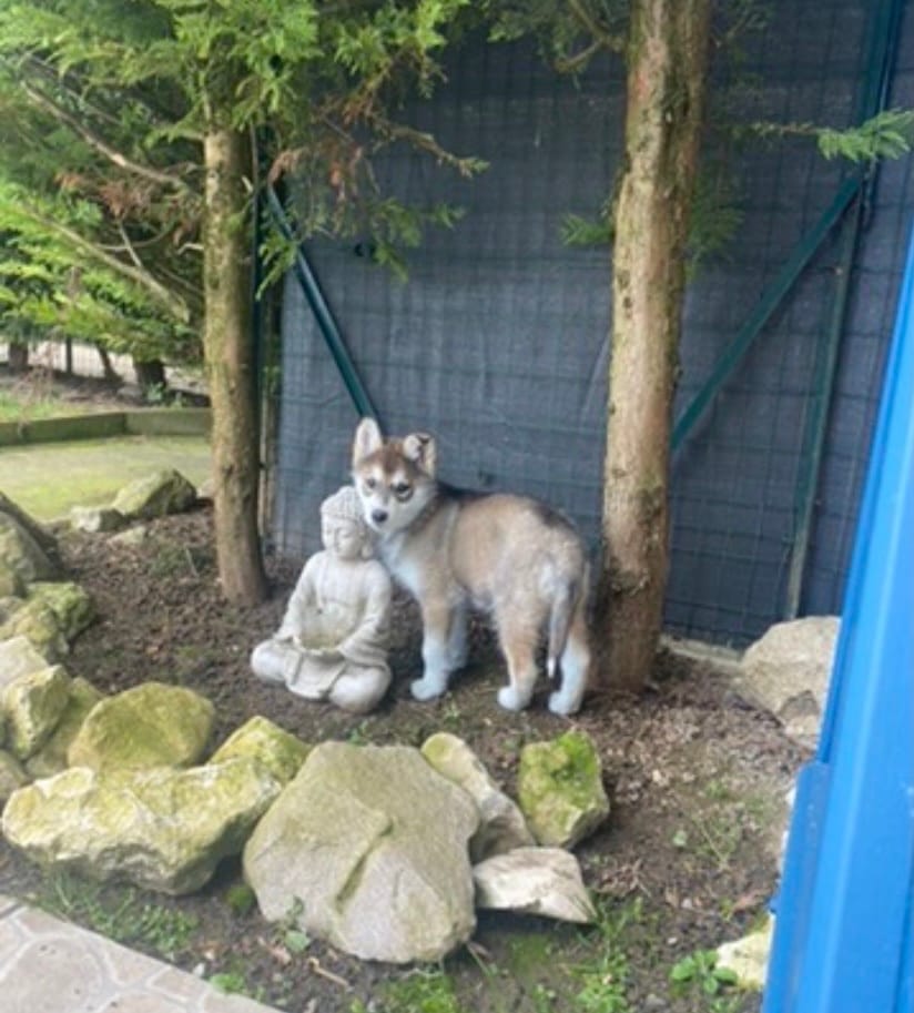 image-11