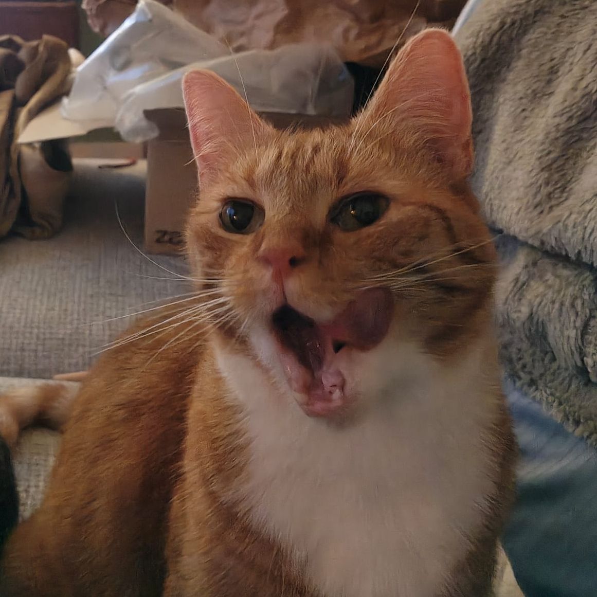 Ollie 