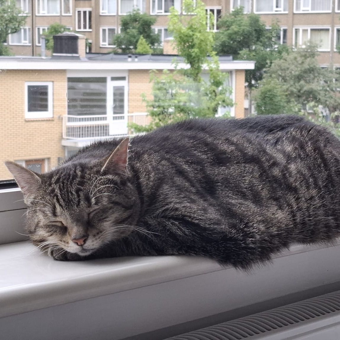 Pip