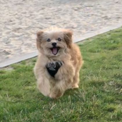 Gismo