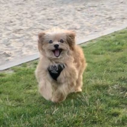 Gismo