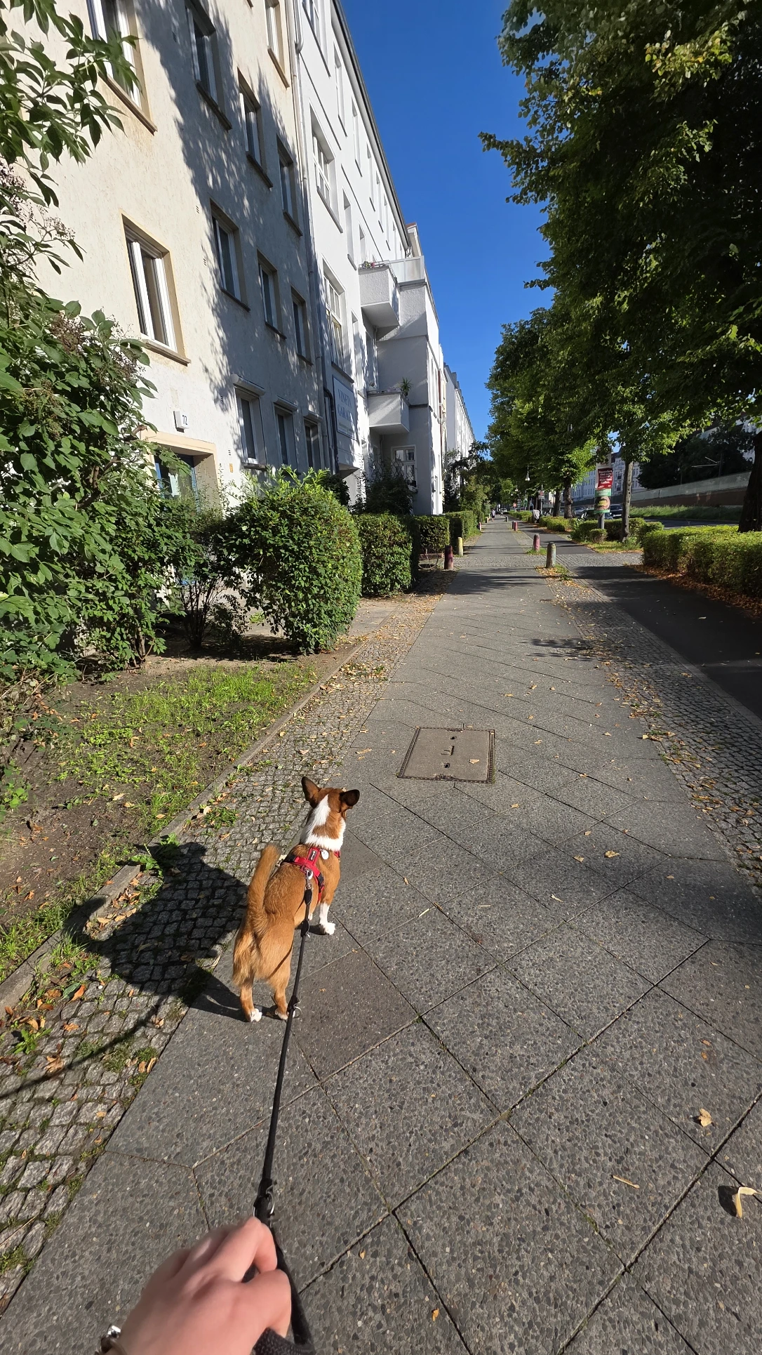 image-52