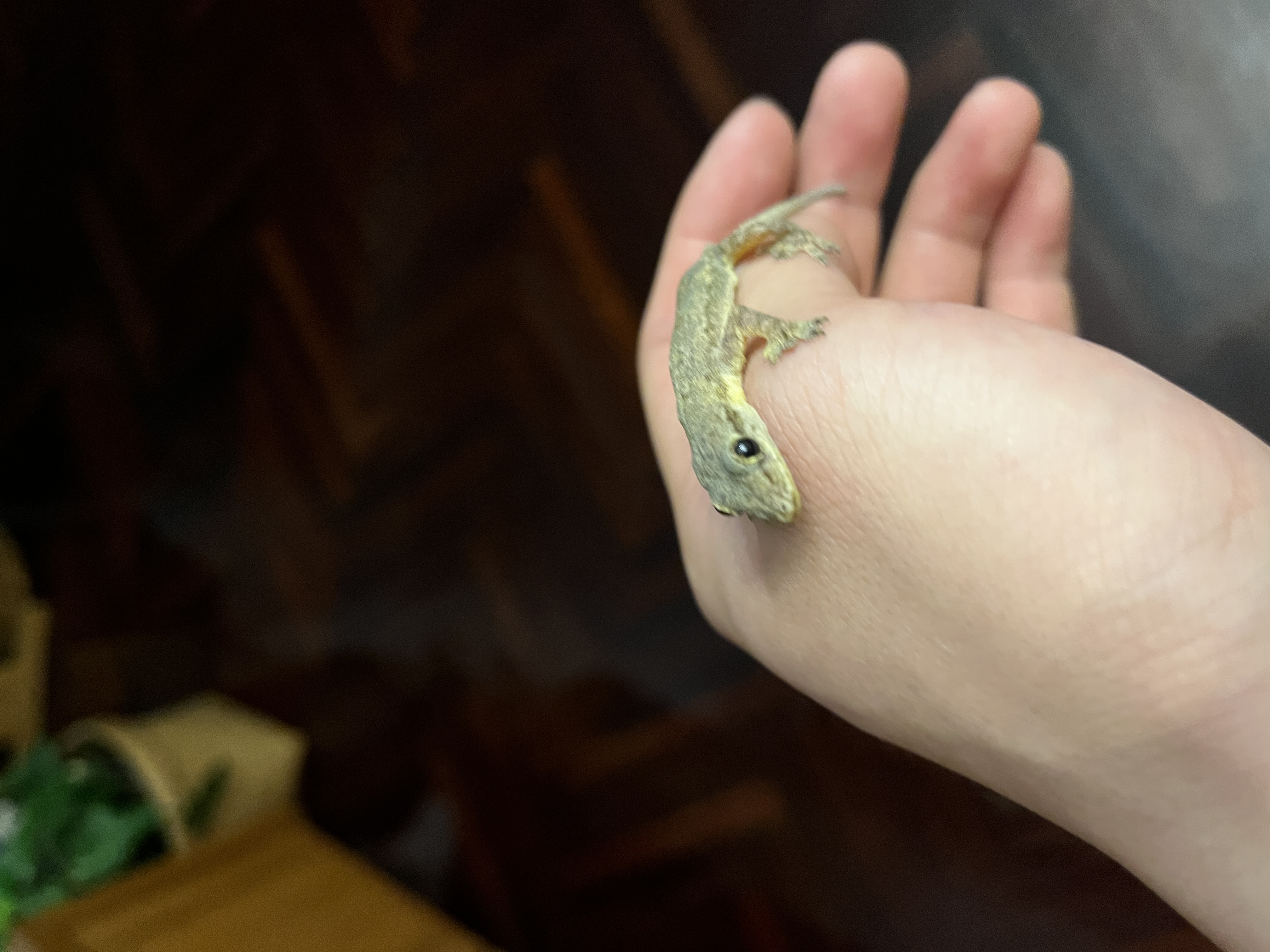 image-7