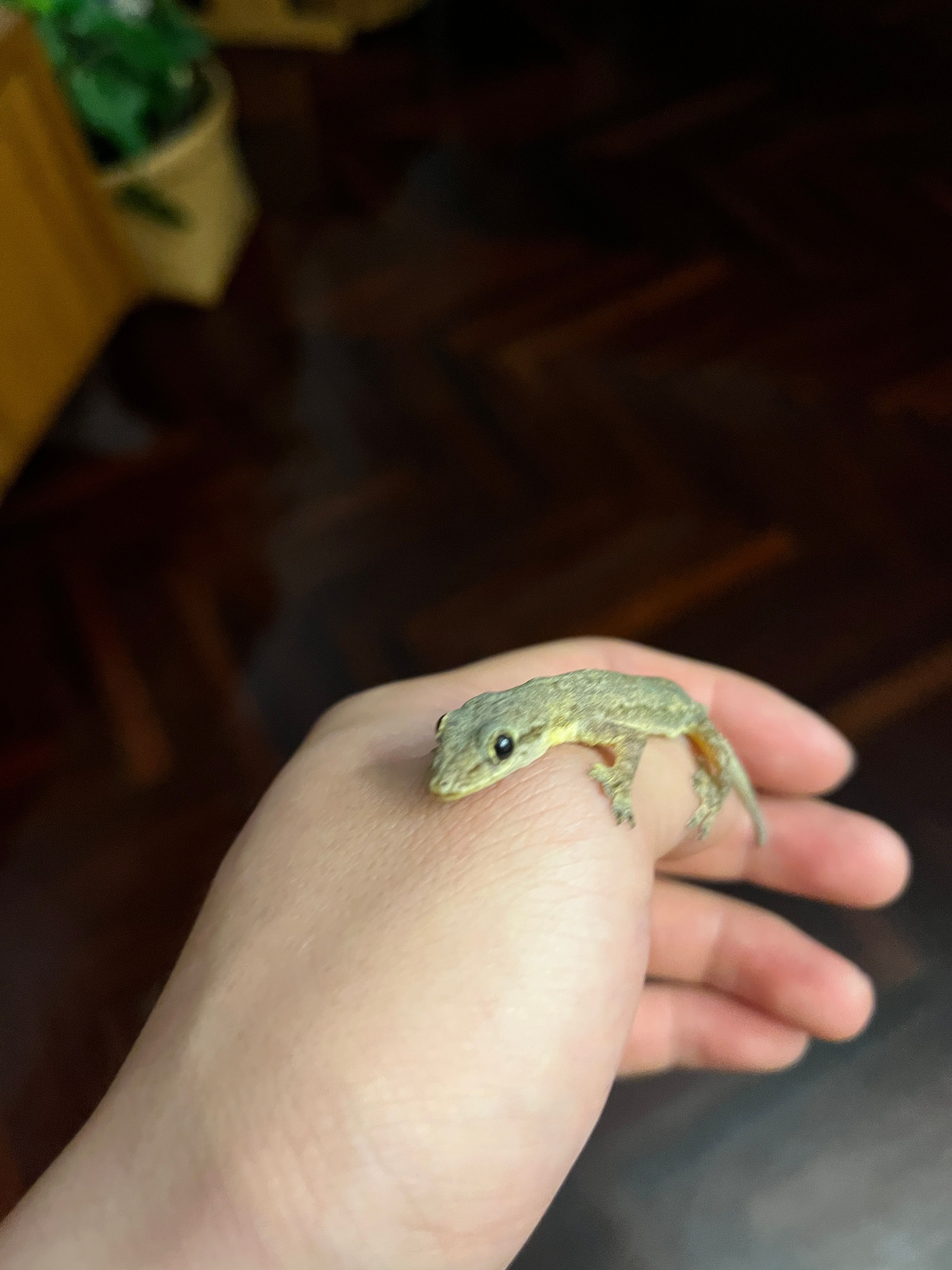 image-7