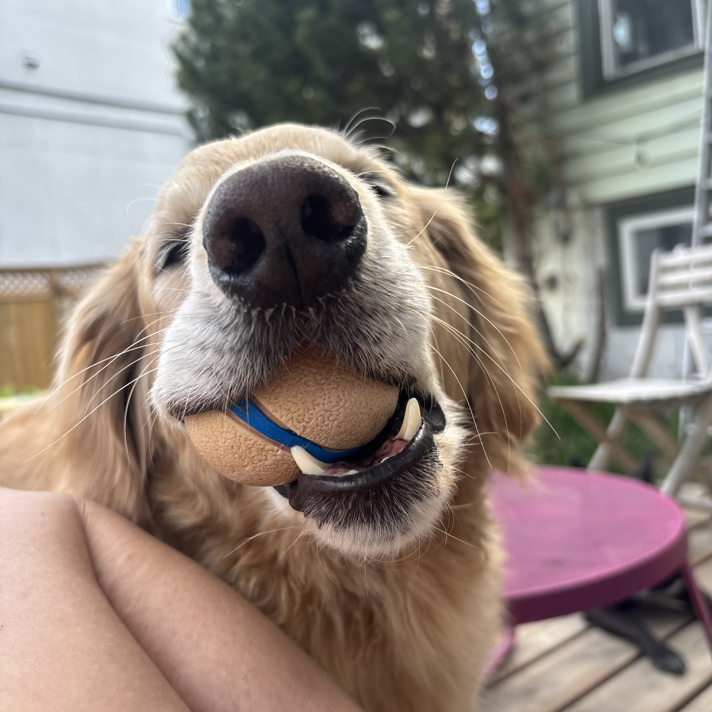 Riggs