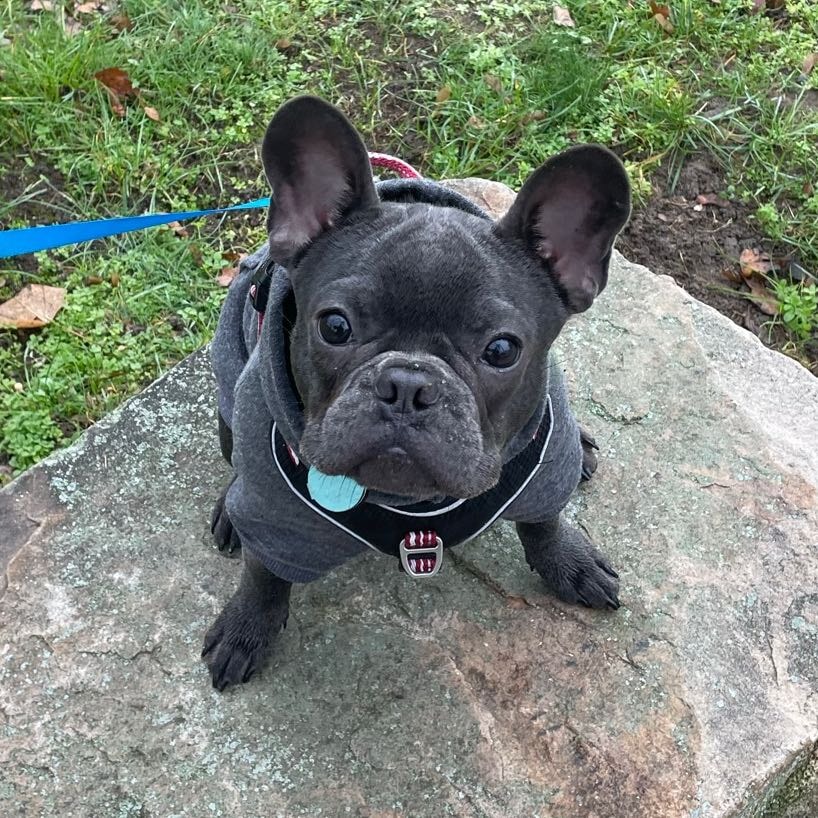 Balu